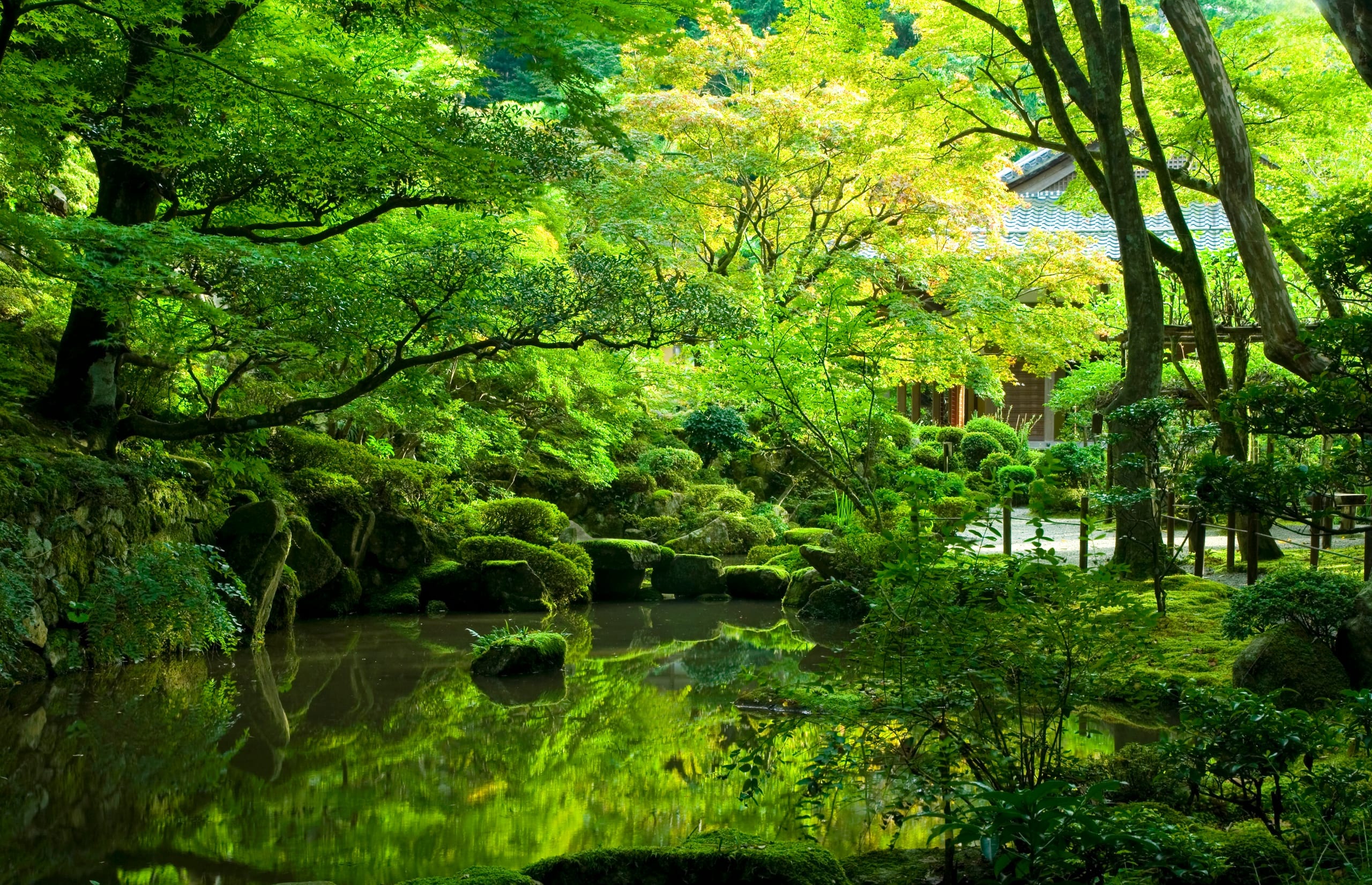 A green maple garden of moss-covered rocks around a still temple pond