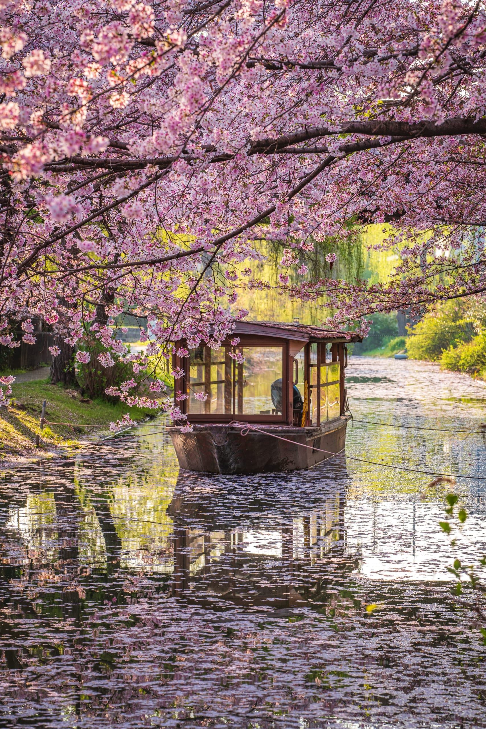 A traditional covered wooden boat moored on a narrow canal thick with fallen cherry blossom petals, blossom branches arching overhead in golden evening light