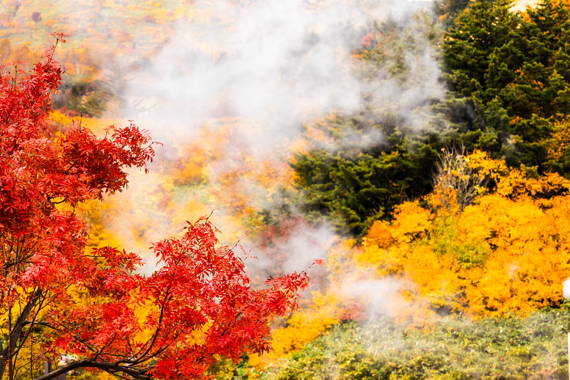 Steam rising through a mountain valley of brilliant red, orange and gold autumn foliage
