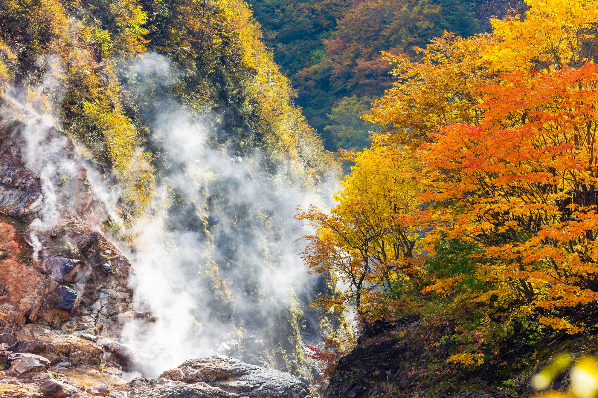 Steam from a hot spring drifting past a gorge of yellow, orange and red autumn maples