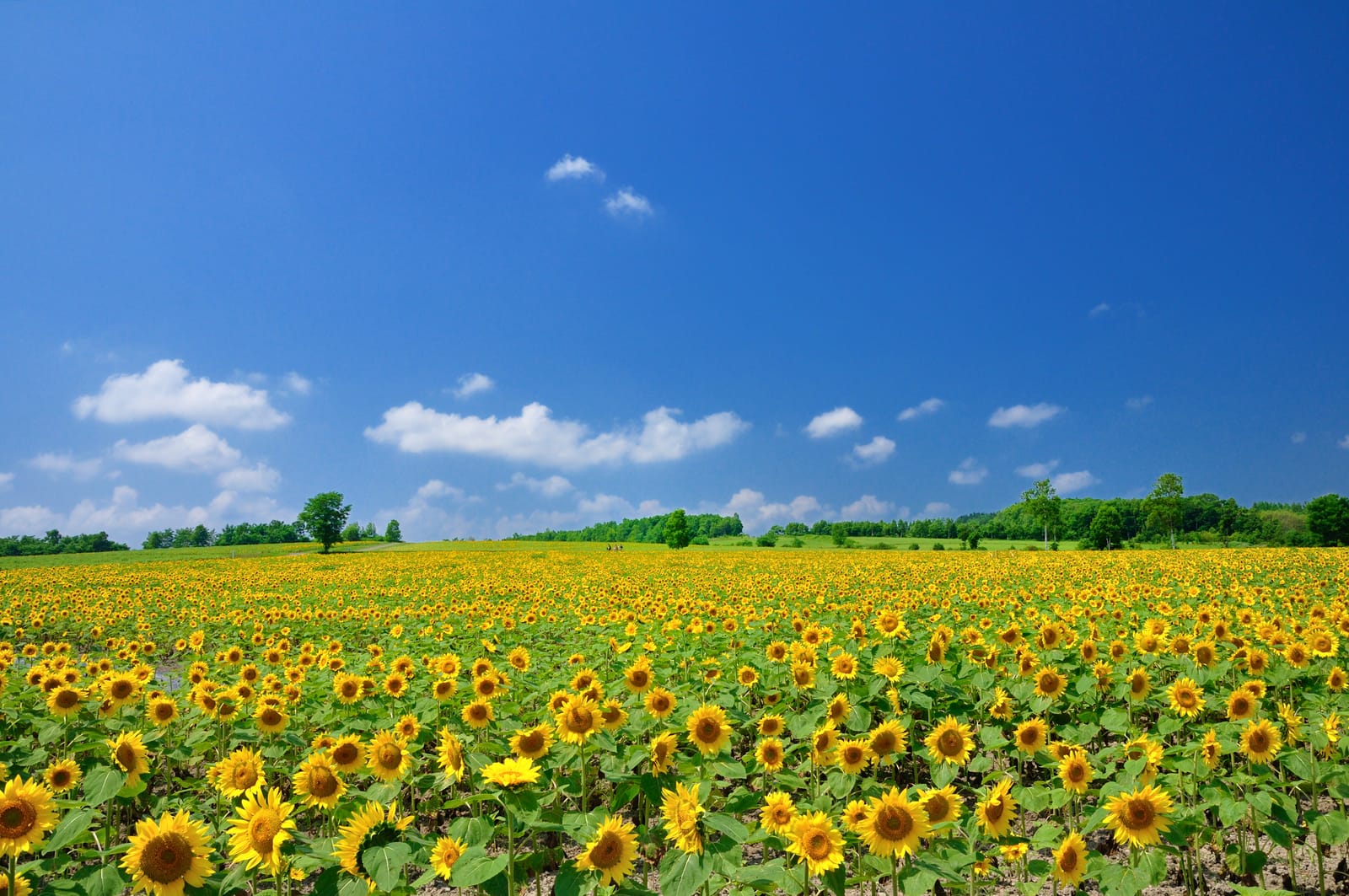 A dense sunflower field under a bright blue sky in central Hokkaidō, trees lining the horizon