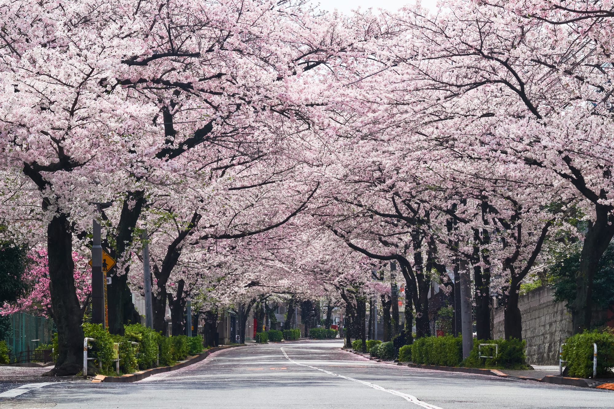 An empty paved road running beneath a dense, unbroken canopy of pale pink cherry blossom, with fallen petals scattered across the tarmac