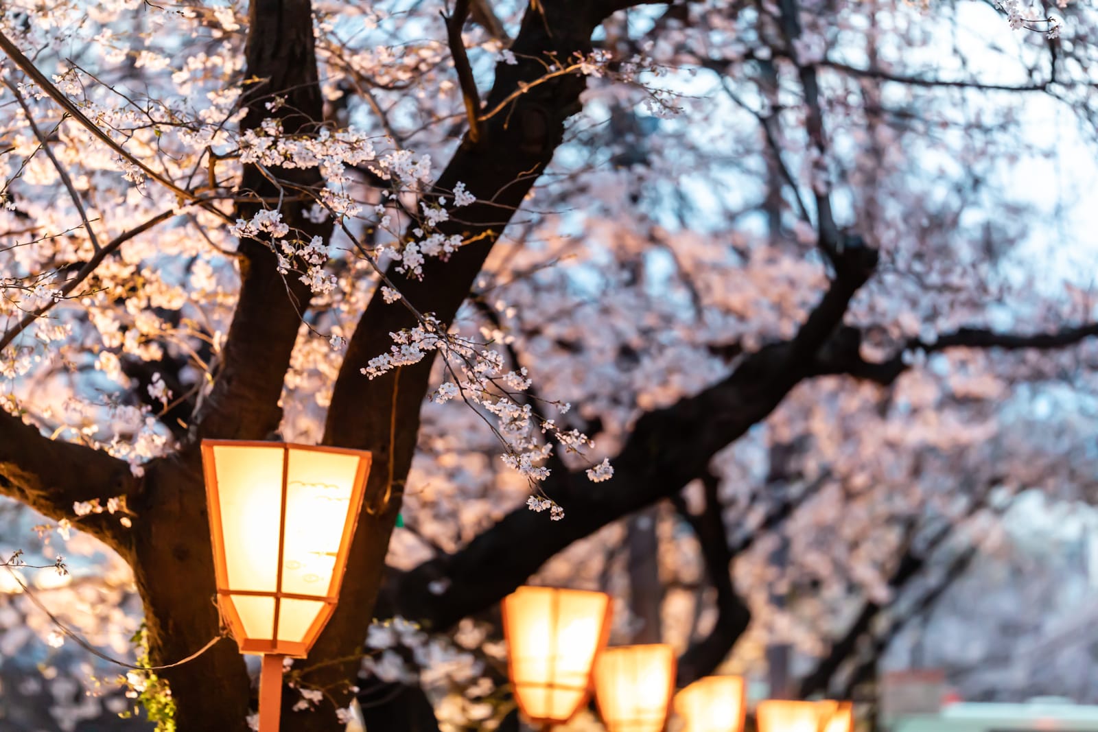 Illuminated paper lanterns hung from a cherry blossom branch at dusk, the blossom glowing warm against the darkening sky