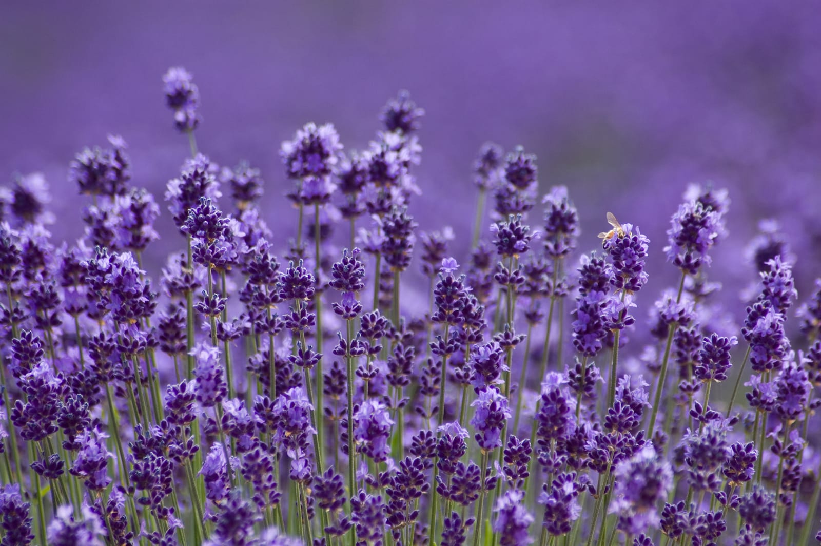 Close detail of lavender flower spikes in a Hokkaidō field, a bee working one of the blooms