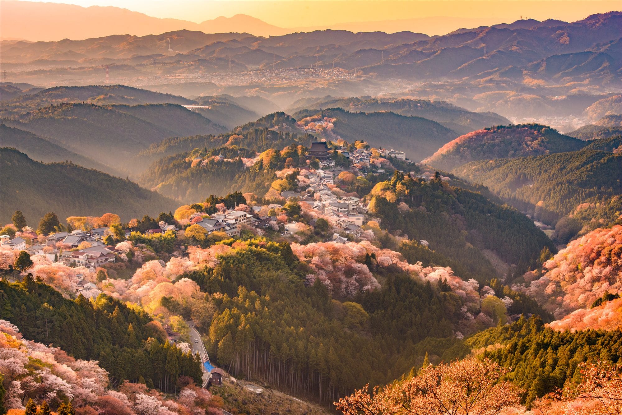 A hillside temple village on Mount Yoshino wrapped in cherry blossom in golden early light, seen from a high viewpoint across the valley