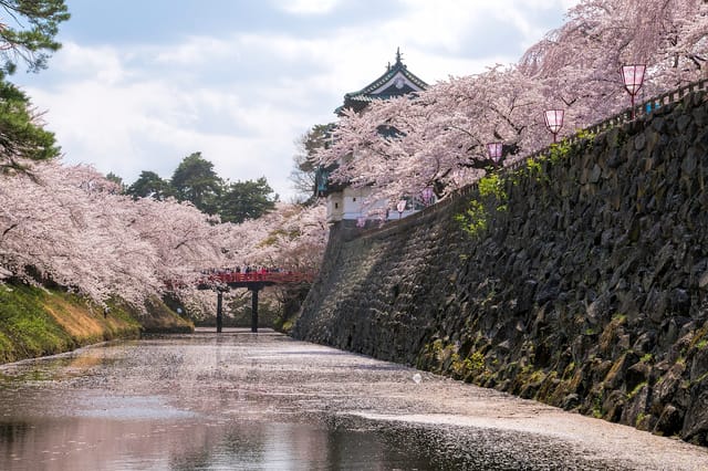 Cherry blossom trees lining the stone-walled moat of Hirosaki Castle with a red bridge crossing the water