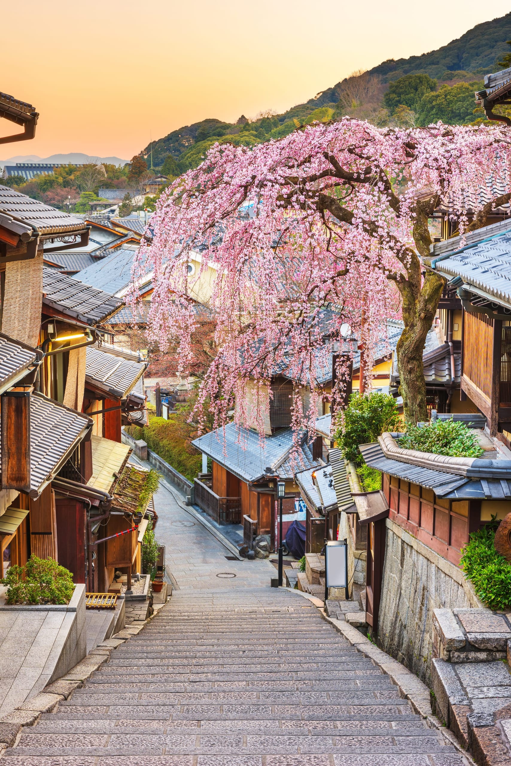 A weeping cherry tree in full bloom arching over a stone stepped lane between traditional wooden houses in Kyoto's Higashiyama district