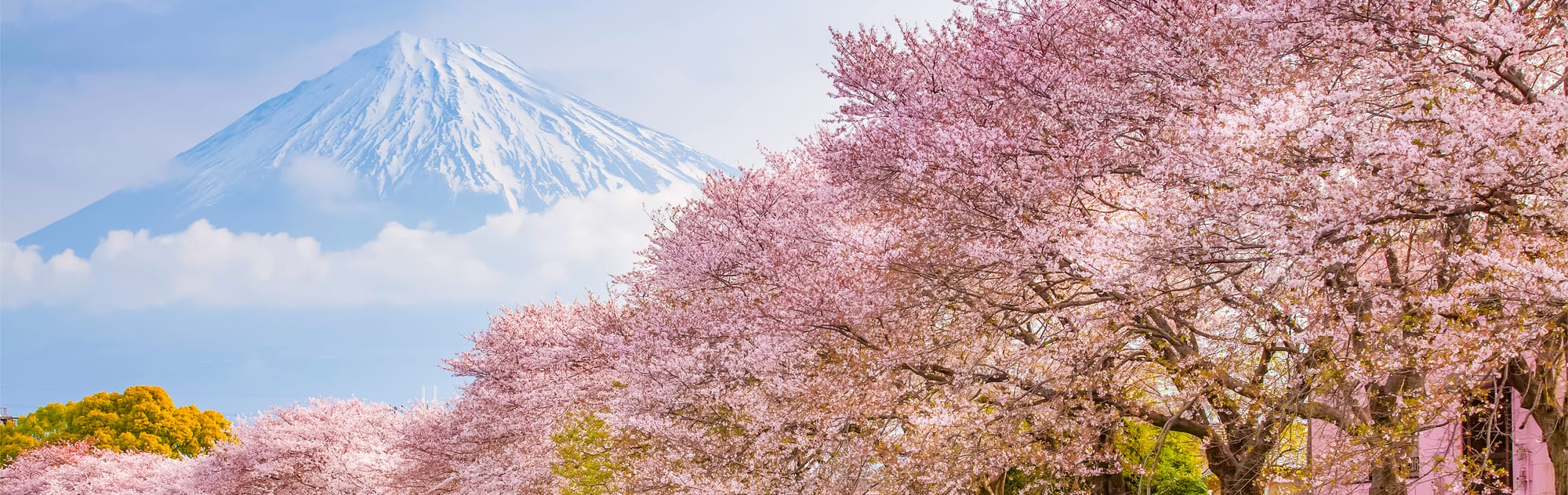 Mount Fuji's snow-capped peak rising beyond a dense canopy of cherry blossom trees in full bloom