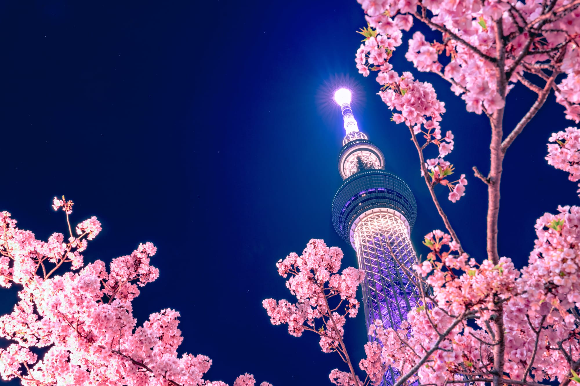 Tokyo Skytree illuminated at night and framed by cherry blossom branches in the foreground