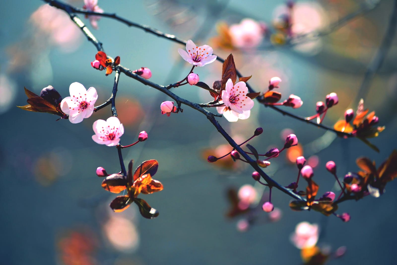 A single cherry blossom branch in close-up, flowers open against soft light