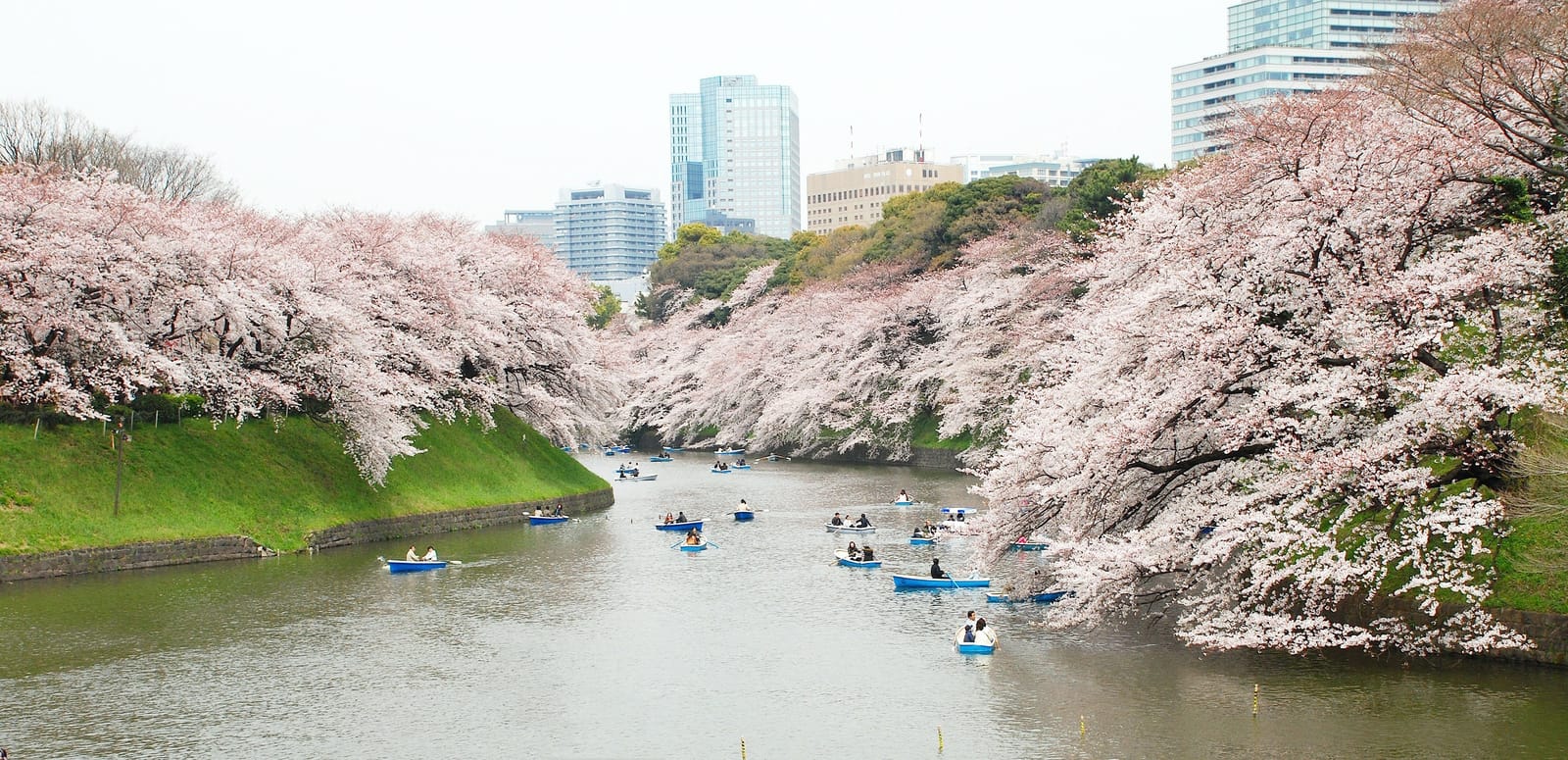 Rowing boats beneath cherry blossoms on the Chidorigafuchi moat in Tokyo