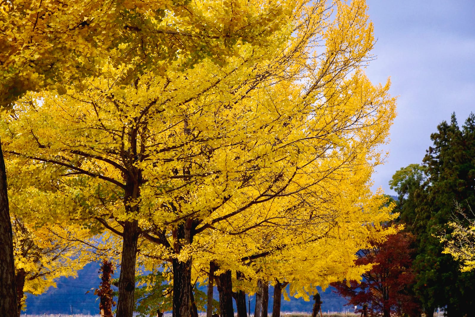 A row of golden ginkgo trees beside a lake in autumn, their leaves turned fully yellow