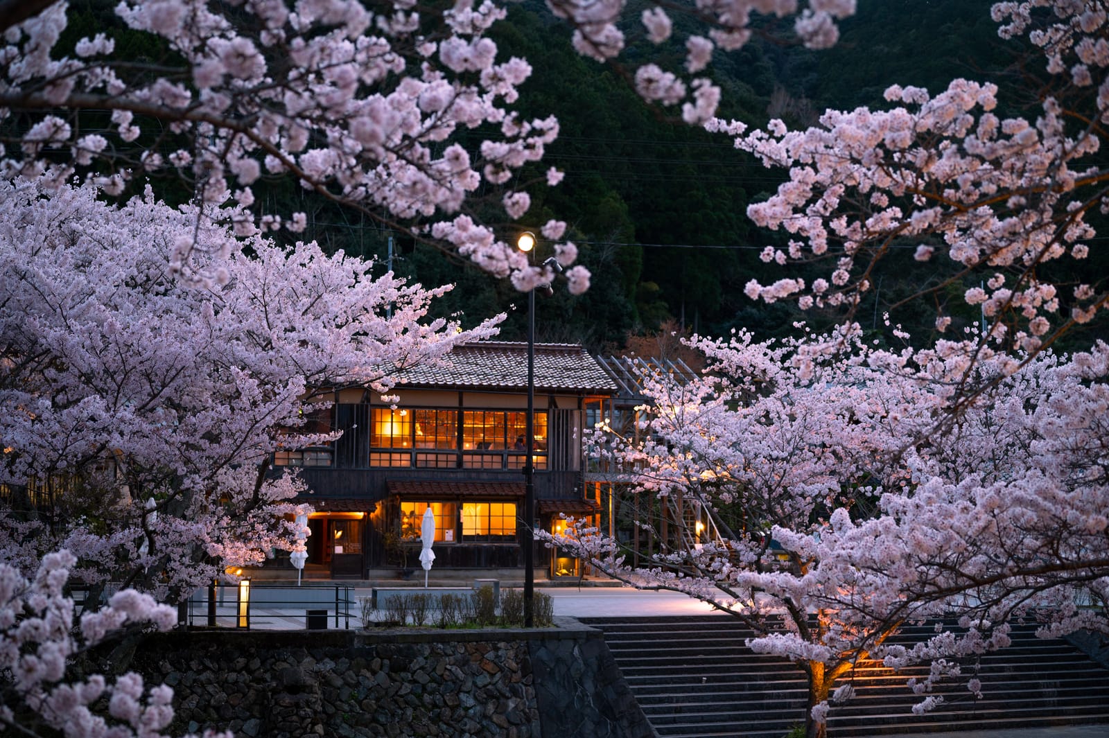 Cherry blossom branches framing the warmly lit windows of a traditional two-storey wooden inn at dusk