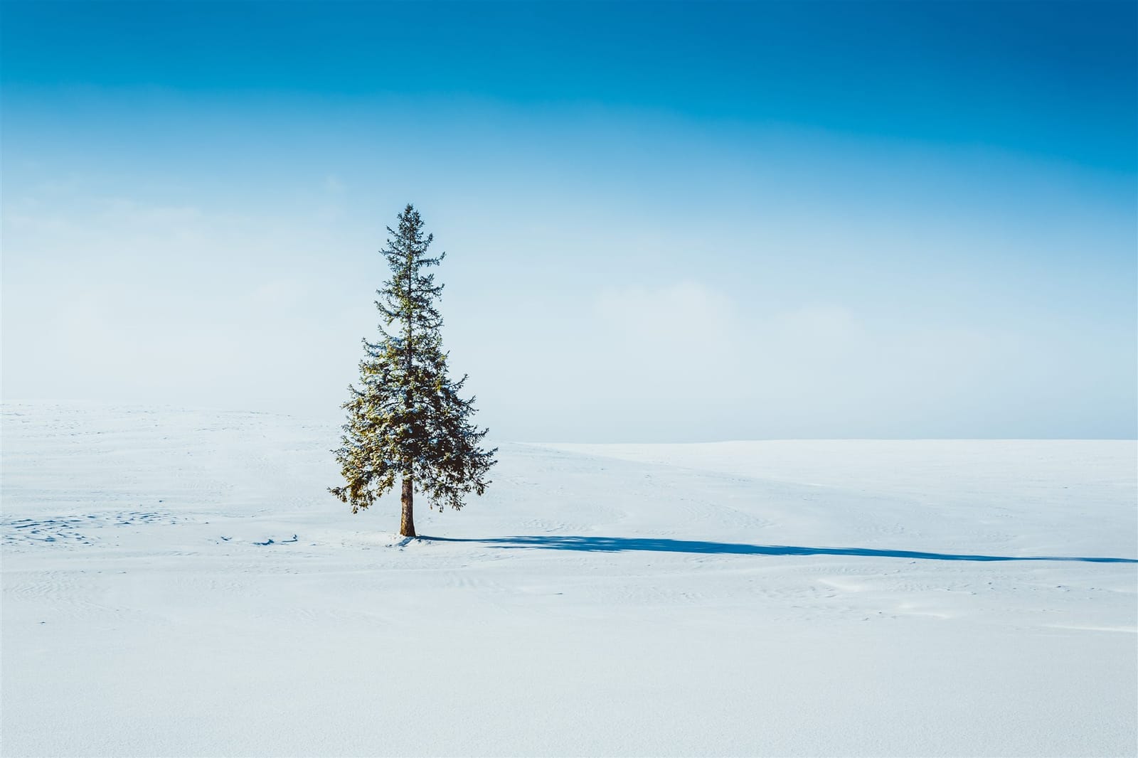 A single evergreen tree standing alone in an open snow field under a pale winter sky