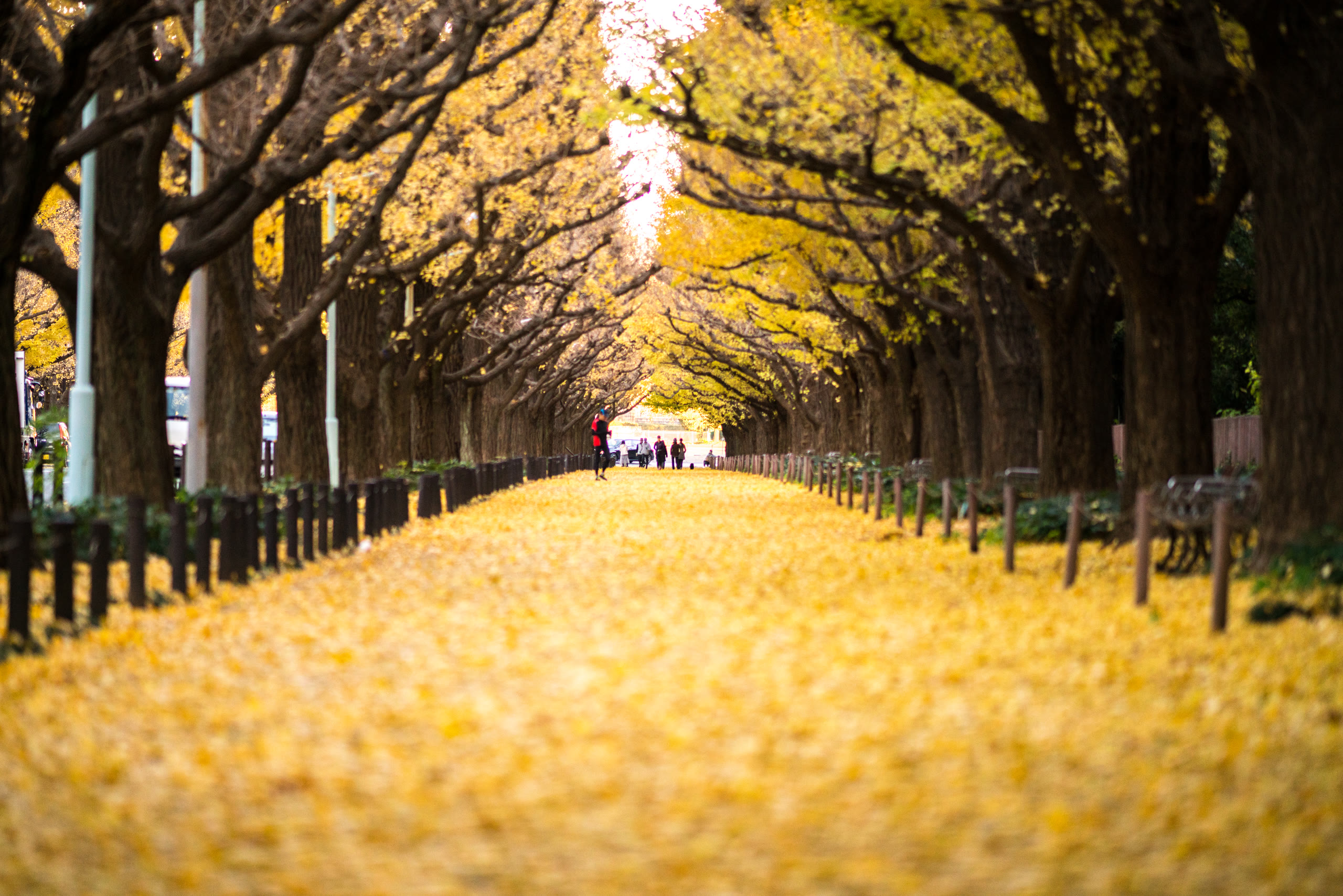 A gold ginkgo avenue in Tokyo, autumn leaves overhead