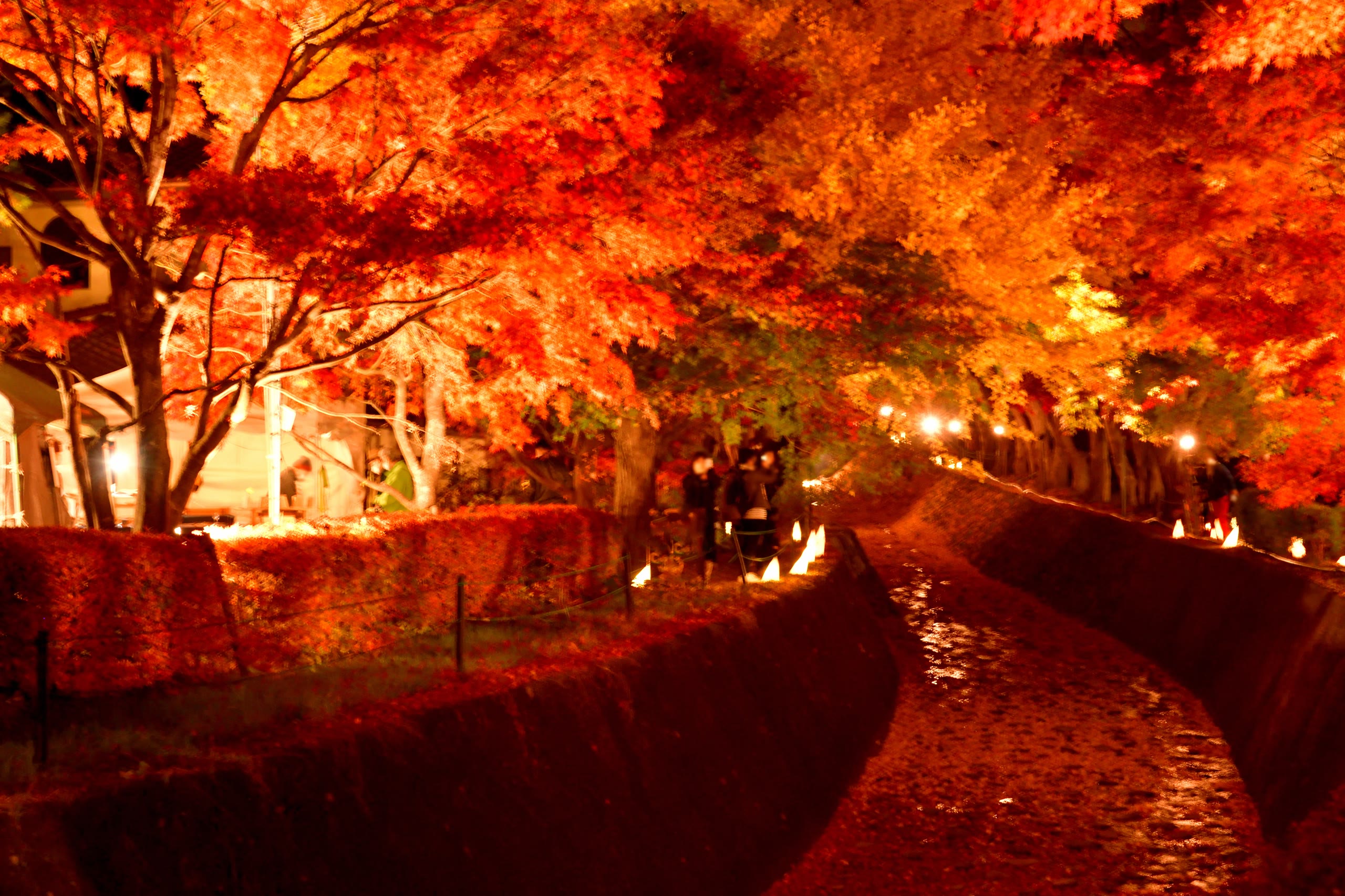 A red maple branch arching over a stone bridge in Kyoto