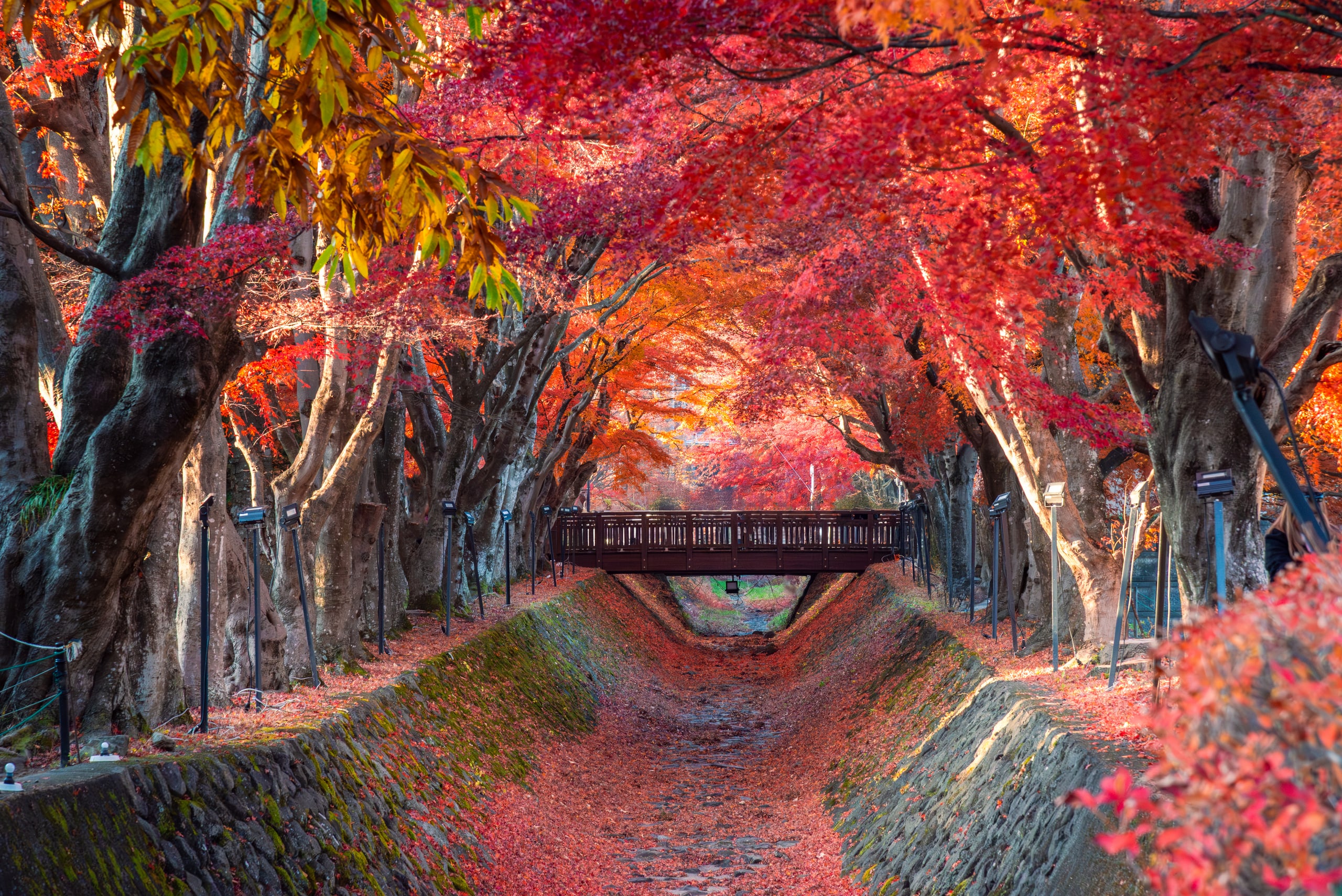 A stone path beneath crimson maples