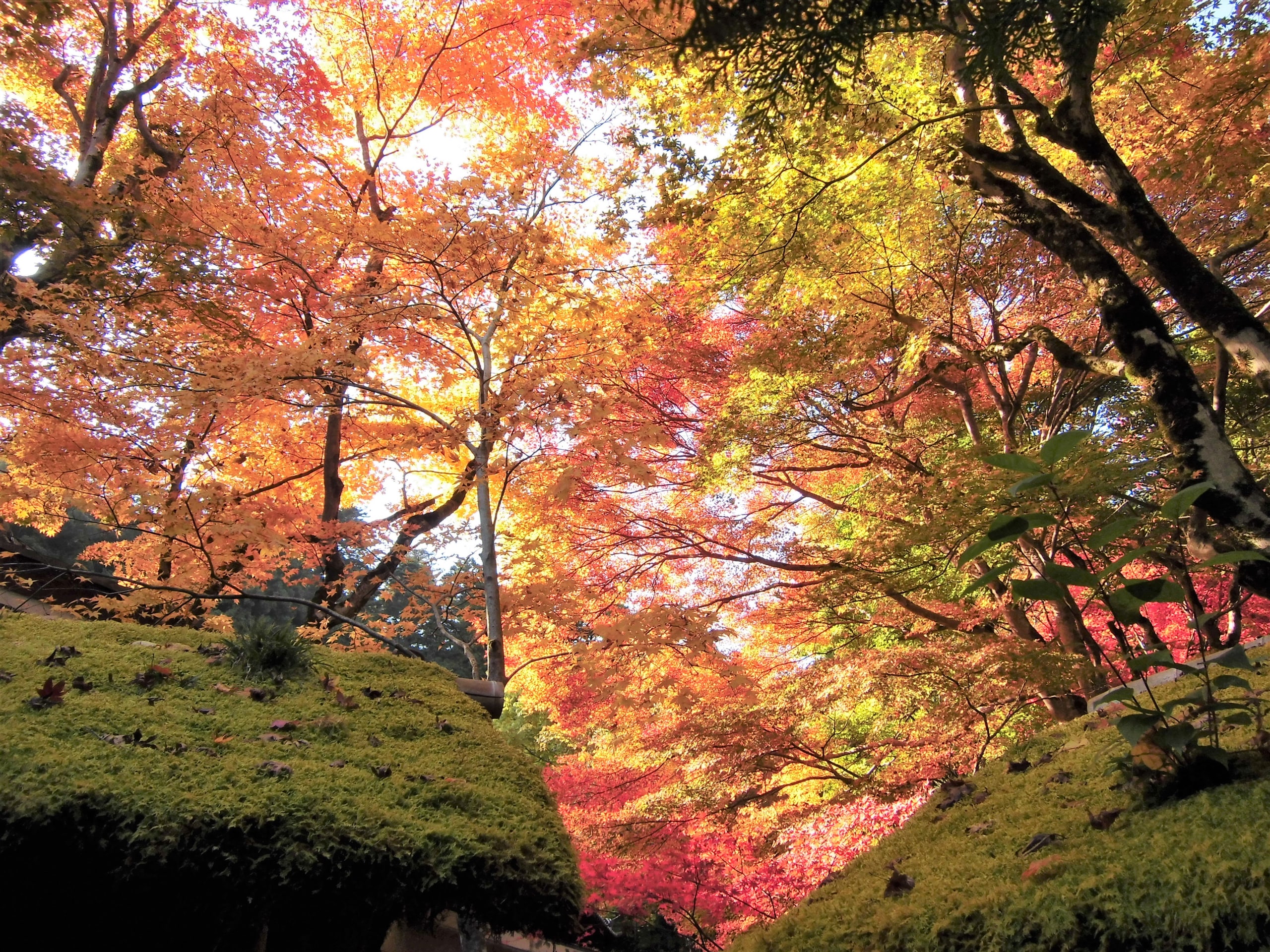Kyoto's Tofuku-ji maple canopy in deep red, late autumn