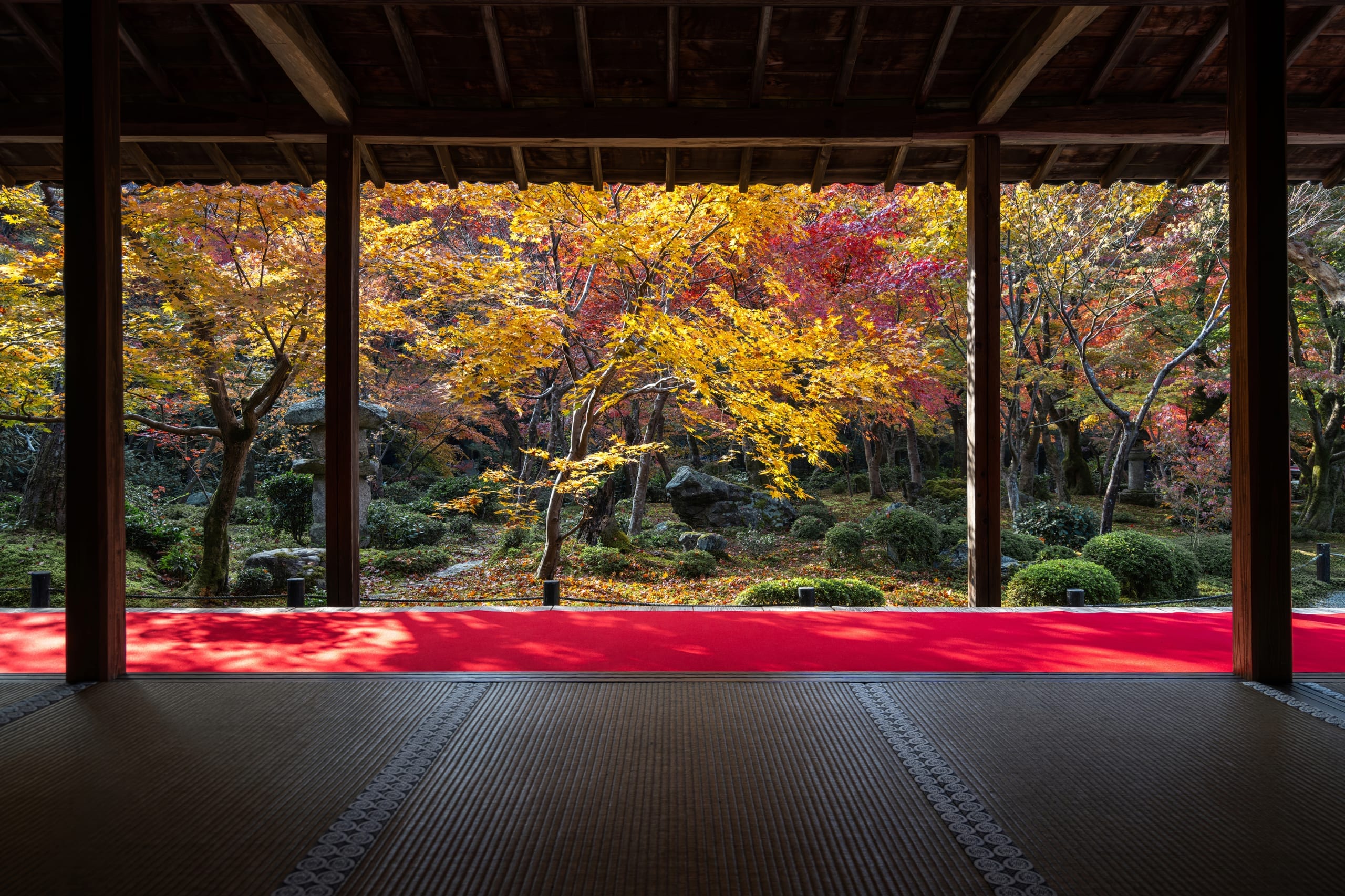 A quiet Kyoto temple garden with moss and maples turning colour
