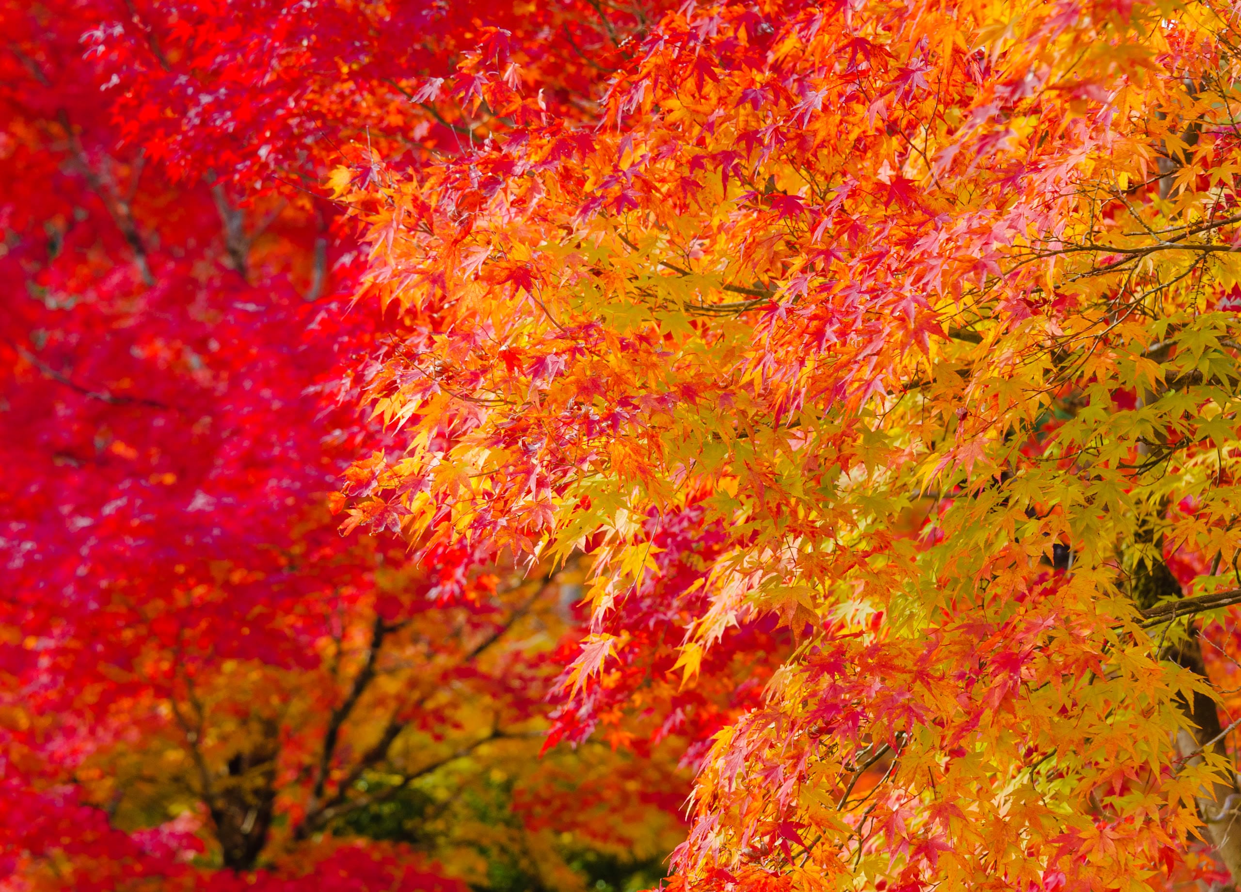 Brilliant red, orange, and yellow Japanese maple leaves filling the frame