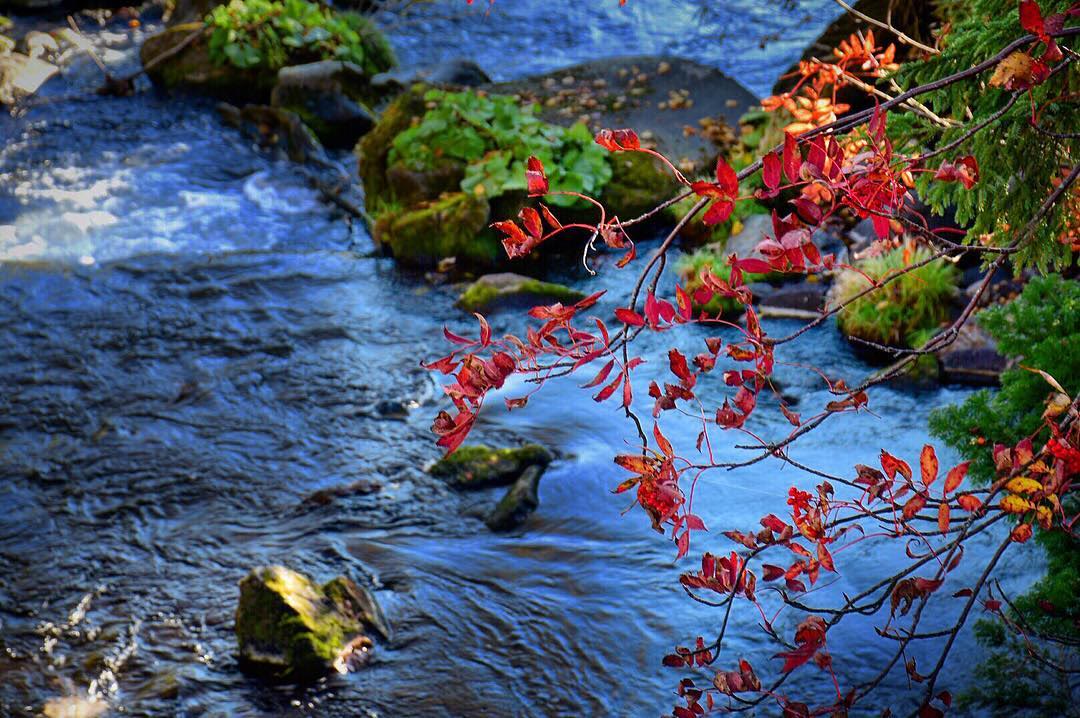The Oirase stream running beneath red and gold autumn trees, Aomori
