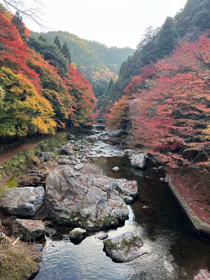 A river valley in northern Japan lined with autumn colour