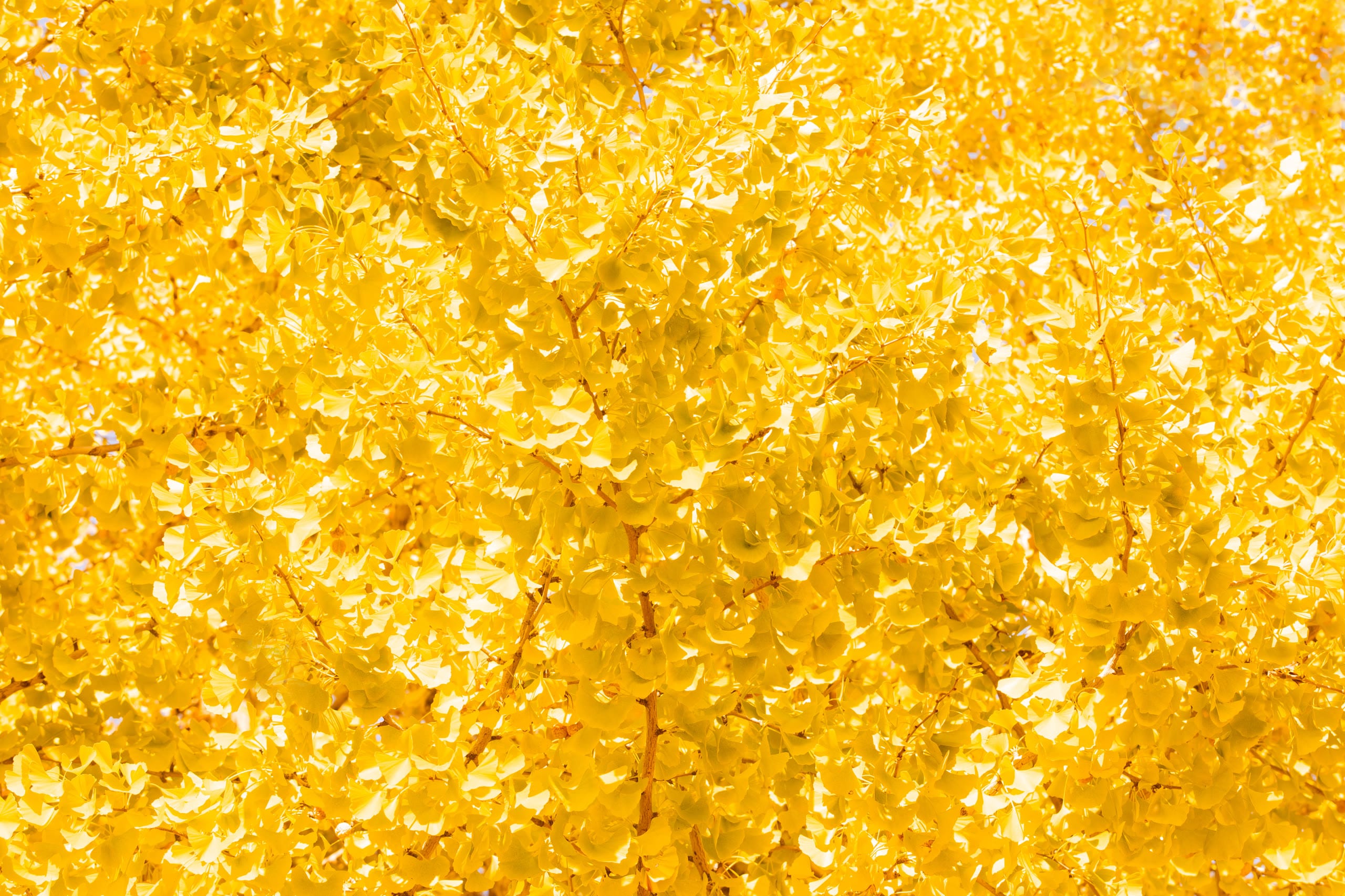 A golden beech canopy in autumn, northern Japan