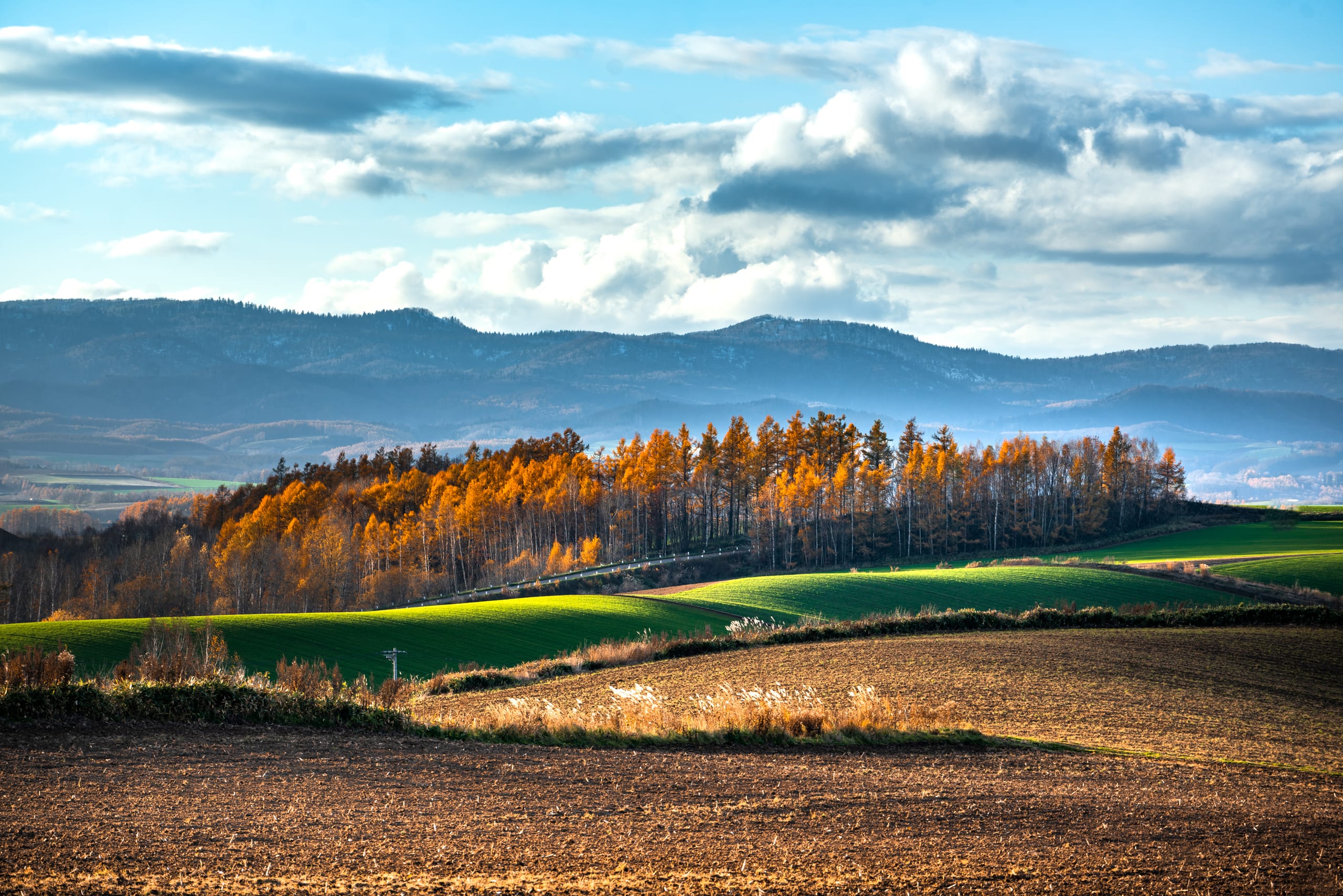 Golden larches and ploughed fields in Akita and Yamagata's farm country