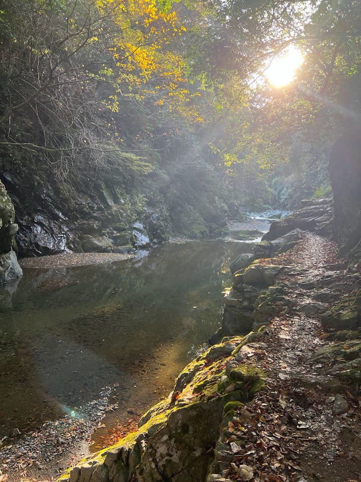 The Oirase gorge waterfalls running through autumn beech forest, Aomori
