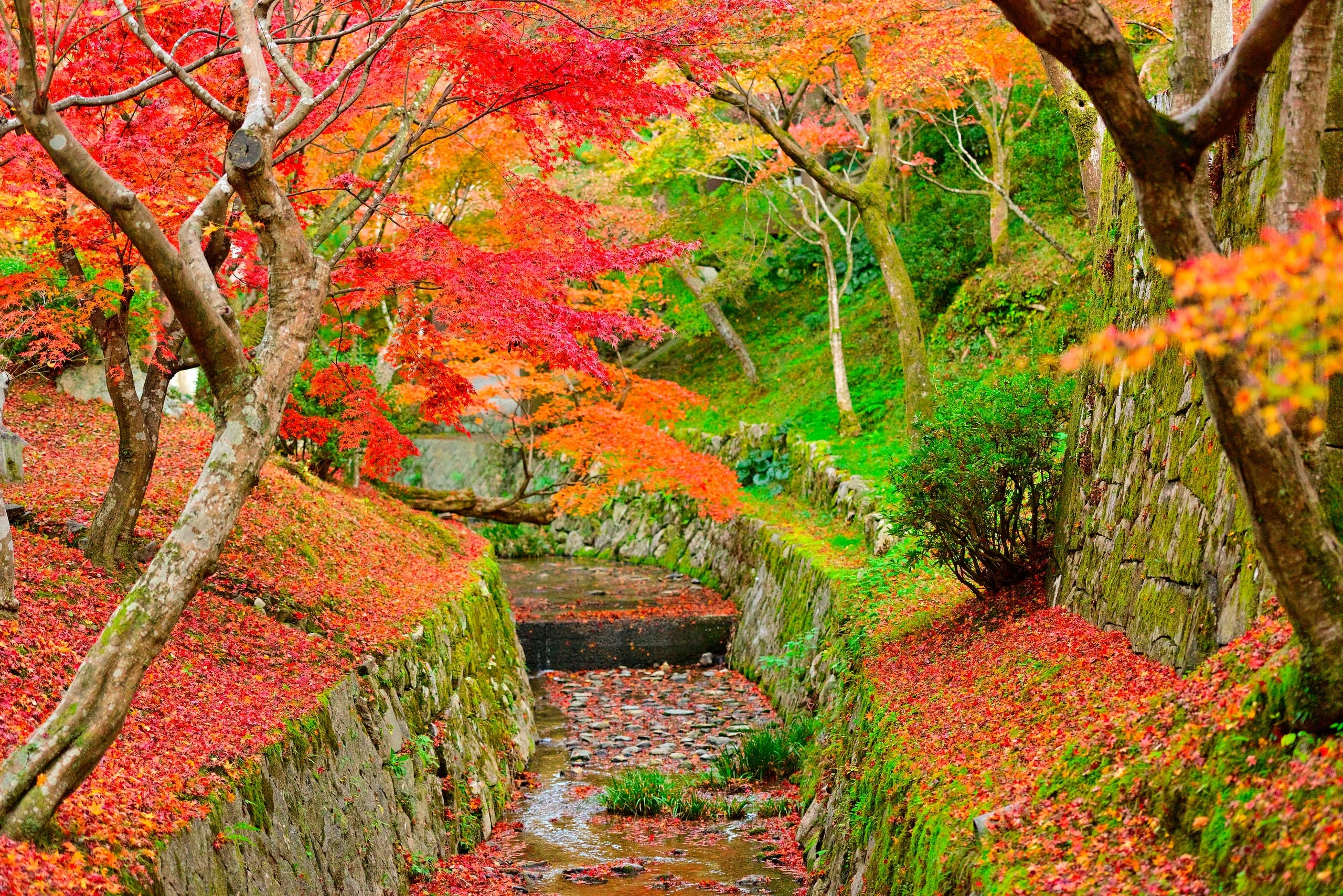 A wooden boat on the Mogami River, Yamagata, autumn forest on the canyon walls