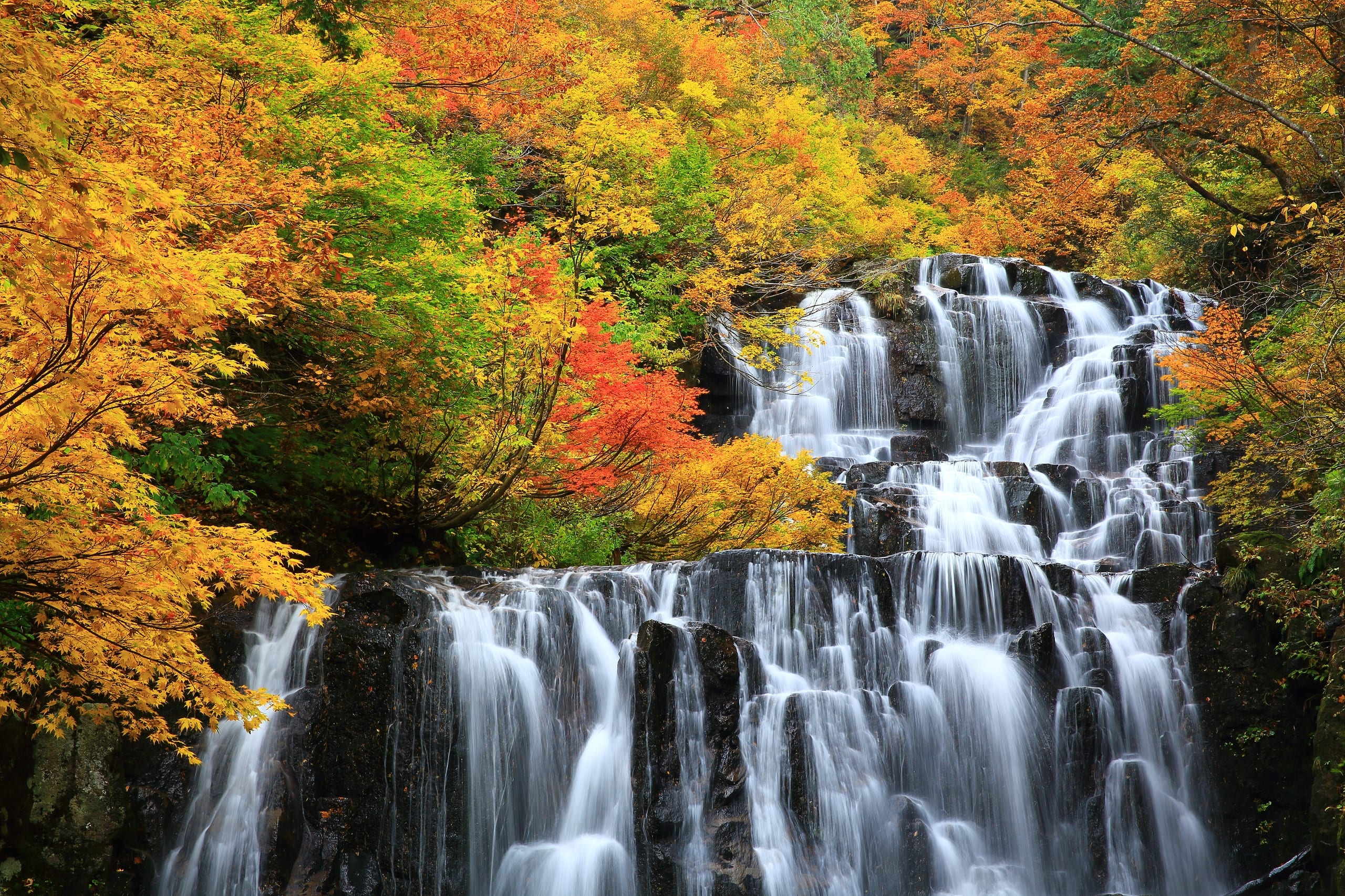The Oirase gorge stream, Aomori, running through moss-covered boulders in autumn