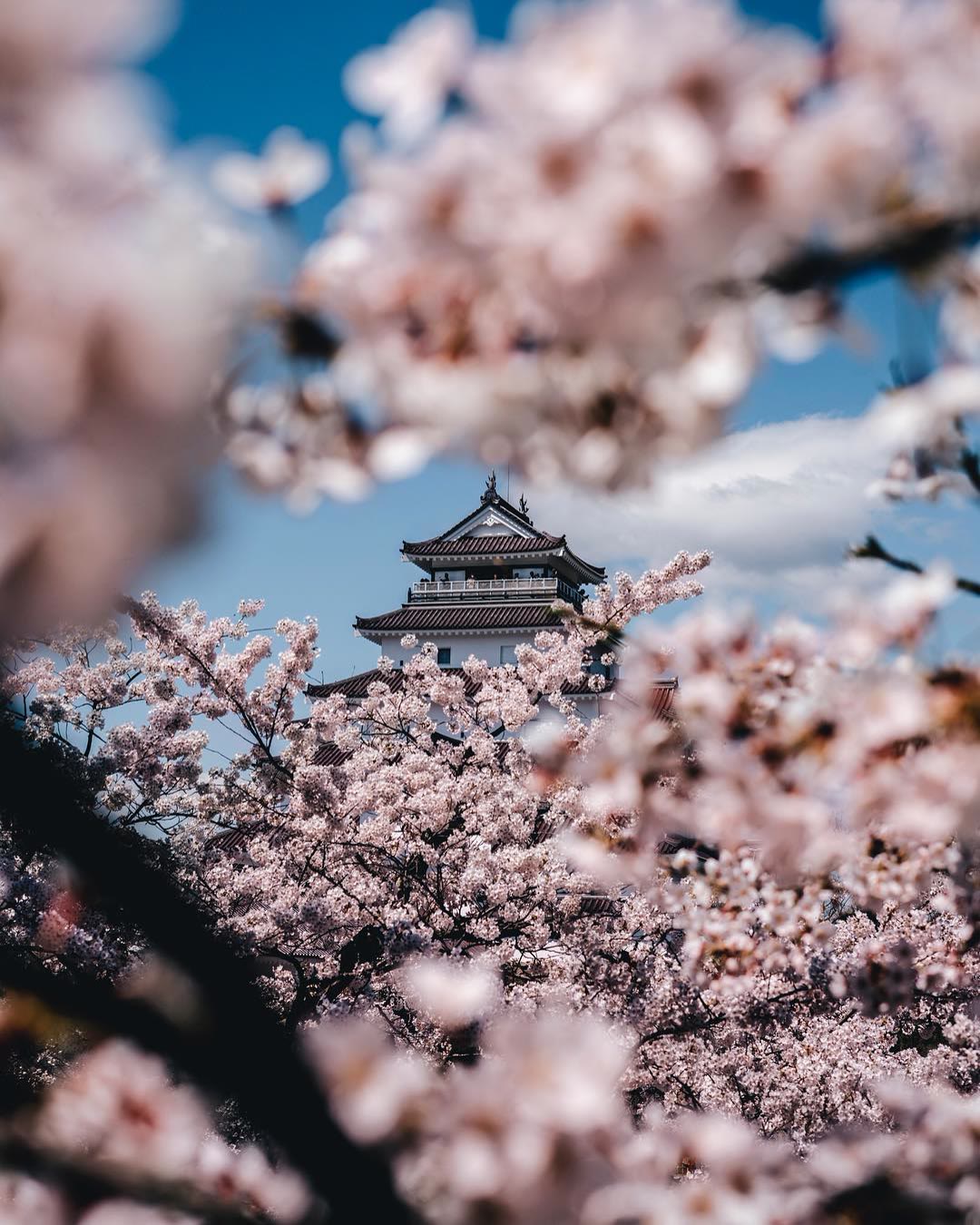 Matsumae Castle's keep seen through a veil of cherry blossom