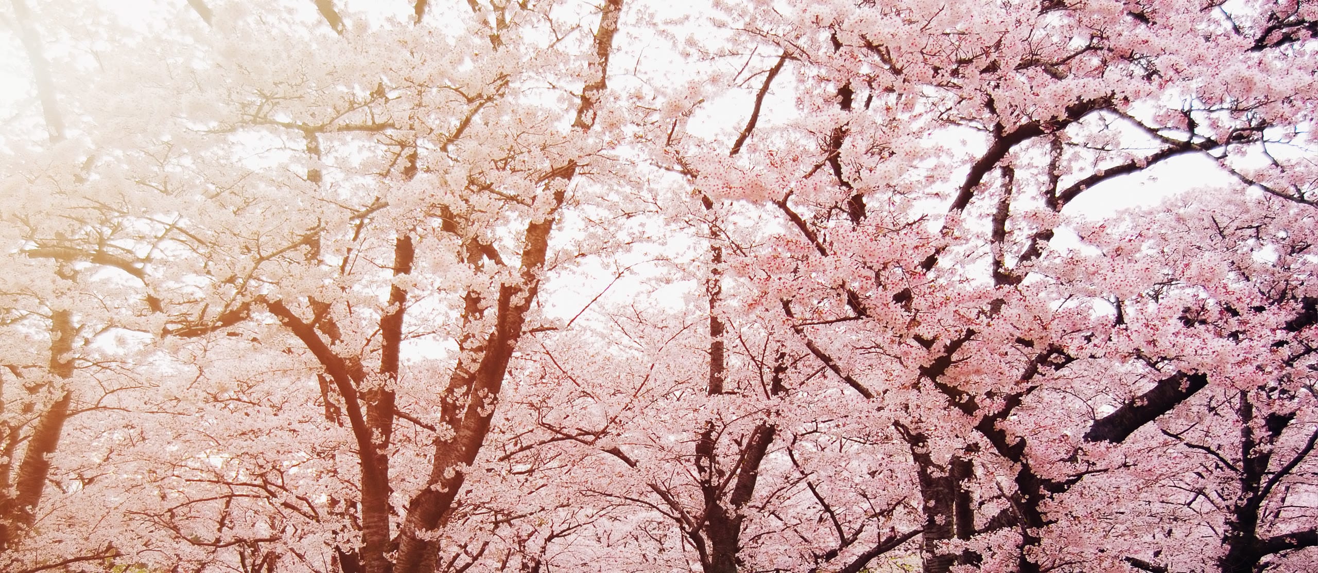 A dense canopy of cherry blossom overhead, Hokkaido spring