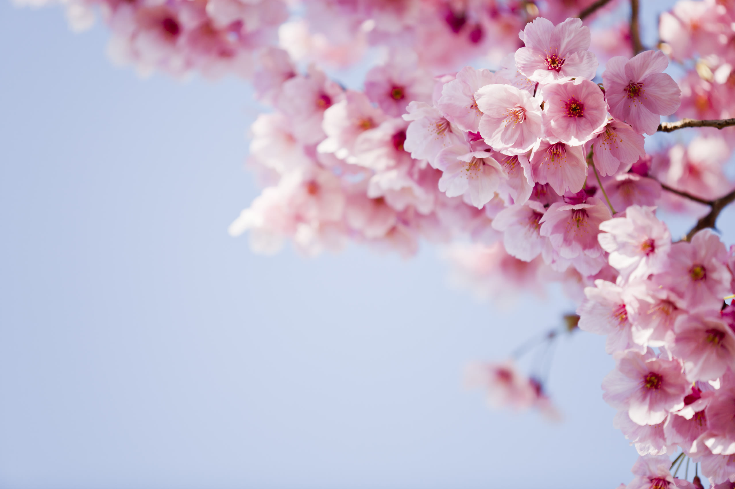Cherry blossom glowing in soft evening light, Hokkaido