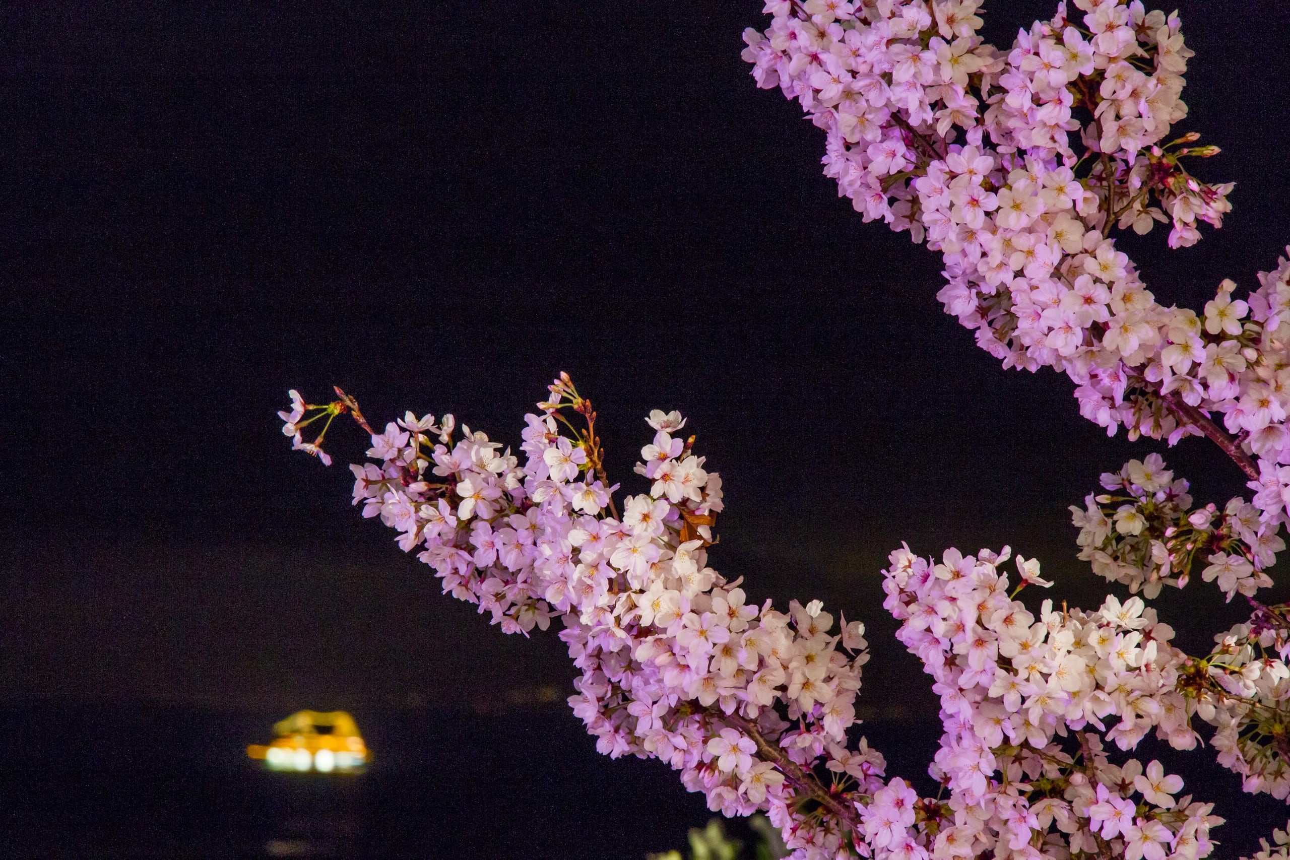 Cherry blossom illuminated after dark, Hokkaido