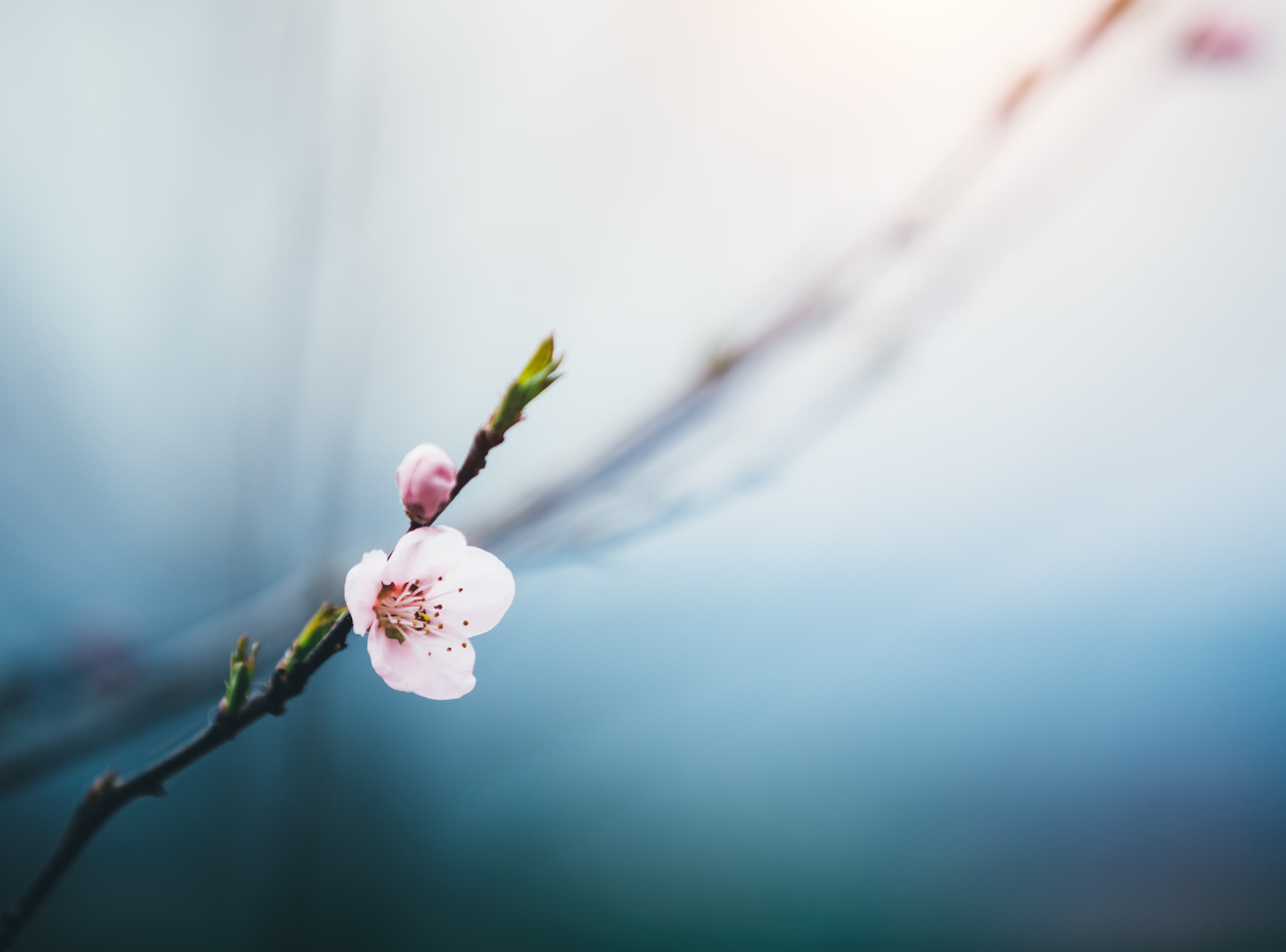A single cherry blossom branch against a plain sky