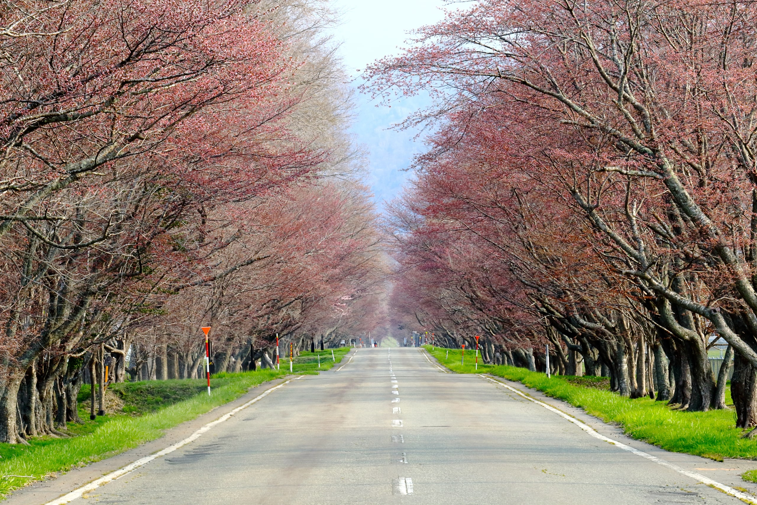 A straight Hokkaido road lined both sides with rows of cherry trees meeting overhead, the blossom just breaking from the bud