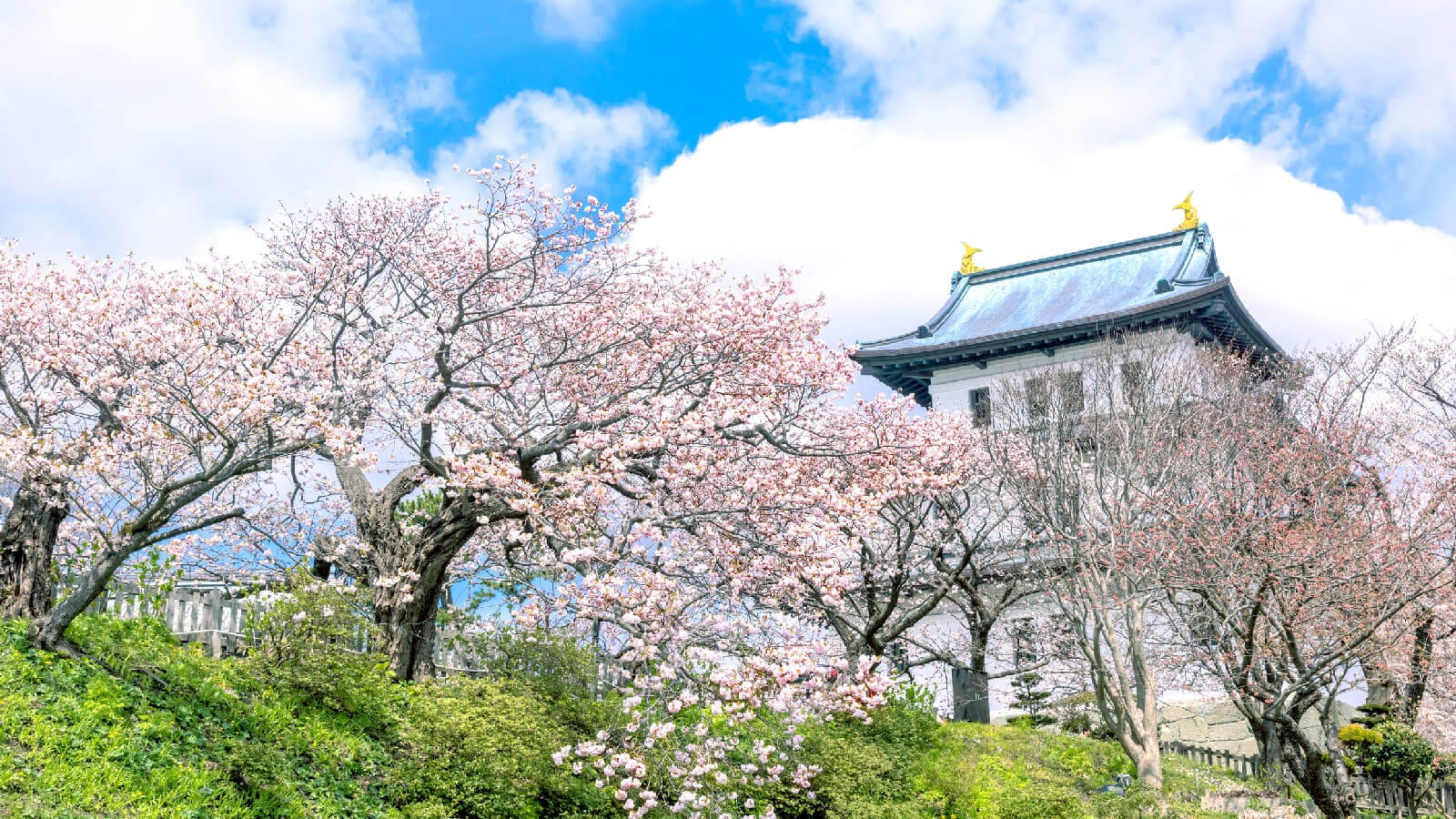 Matsumae Castle's white keep behind blossoming cherry trees, Hokkaido