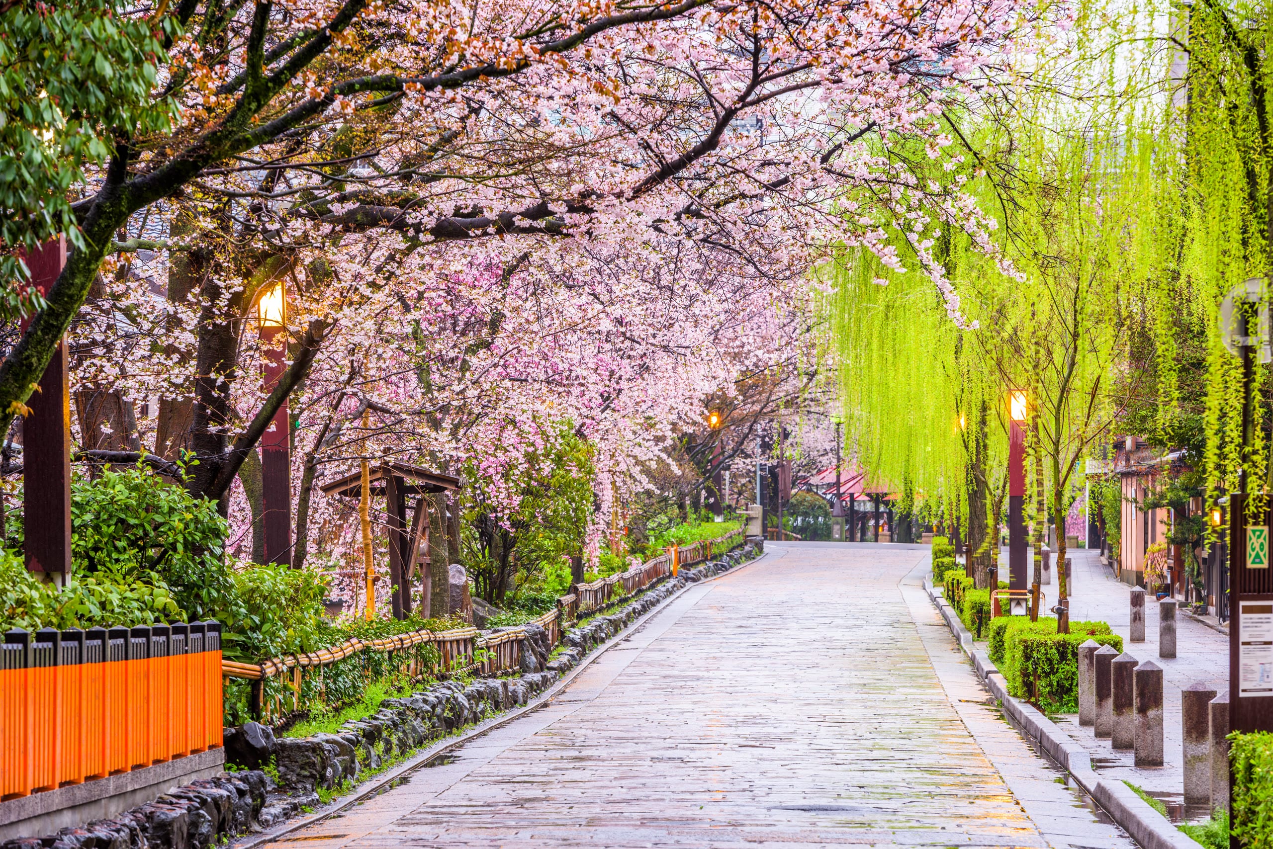 Cherry blossom and green willow over a stone-paved lane in Gion