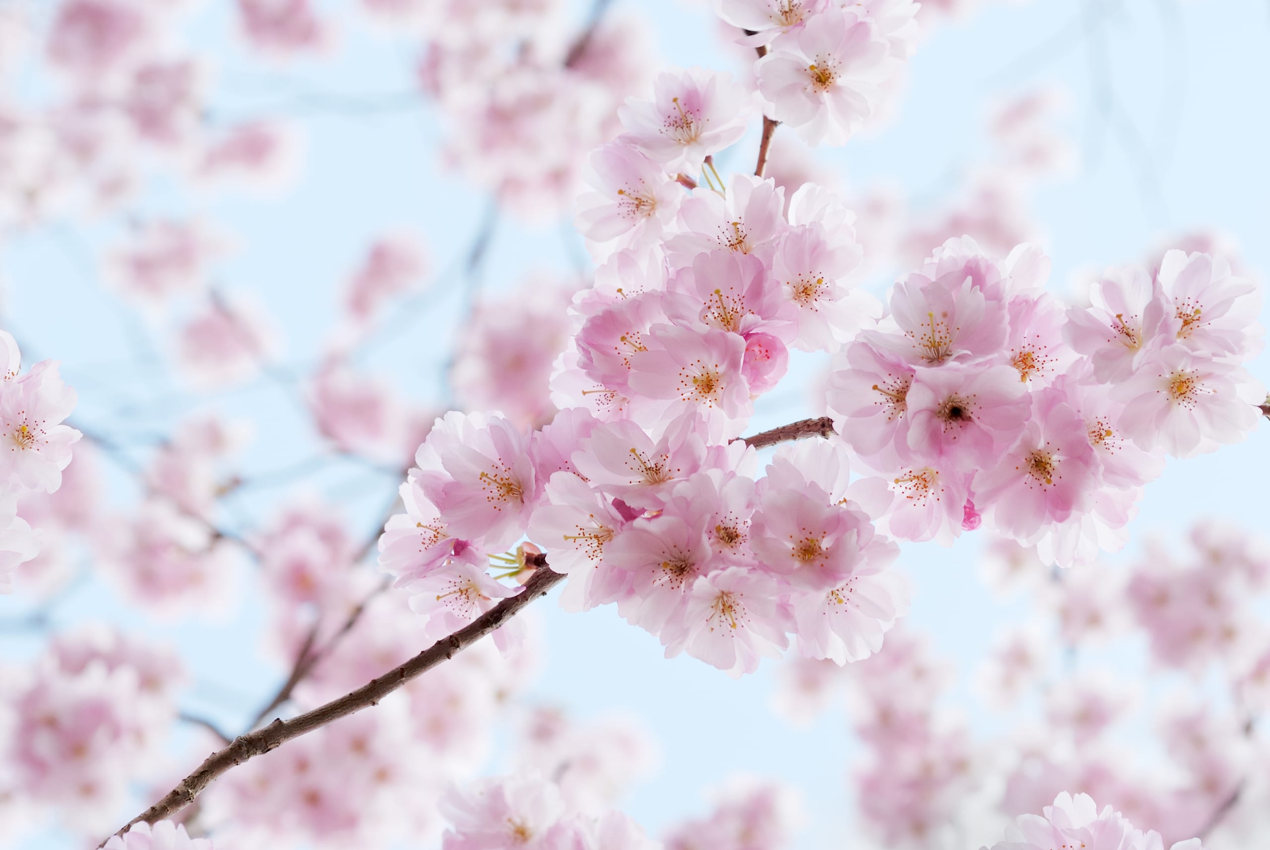Cherry blossom petals in extreme close focus