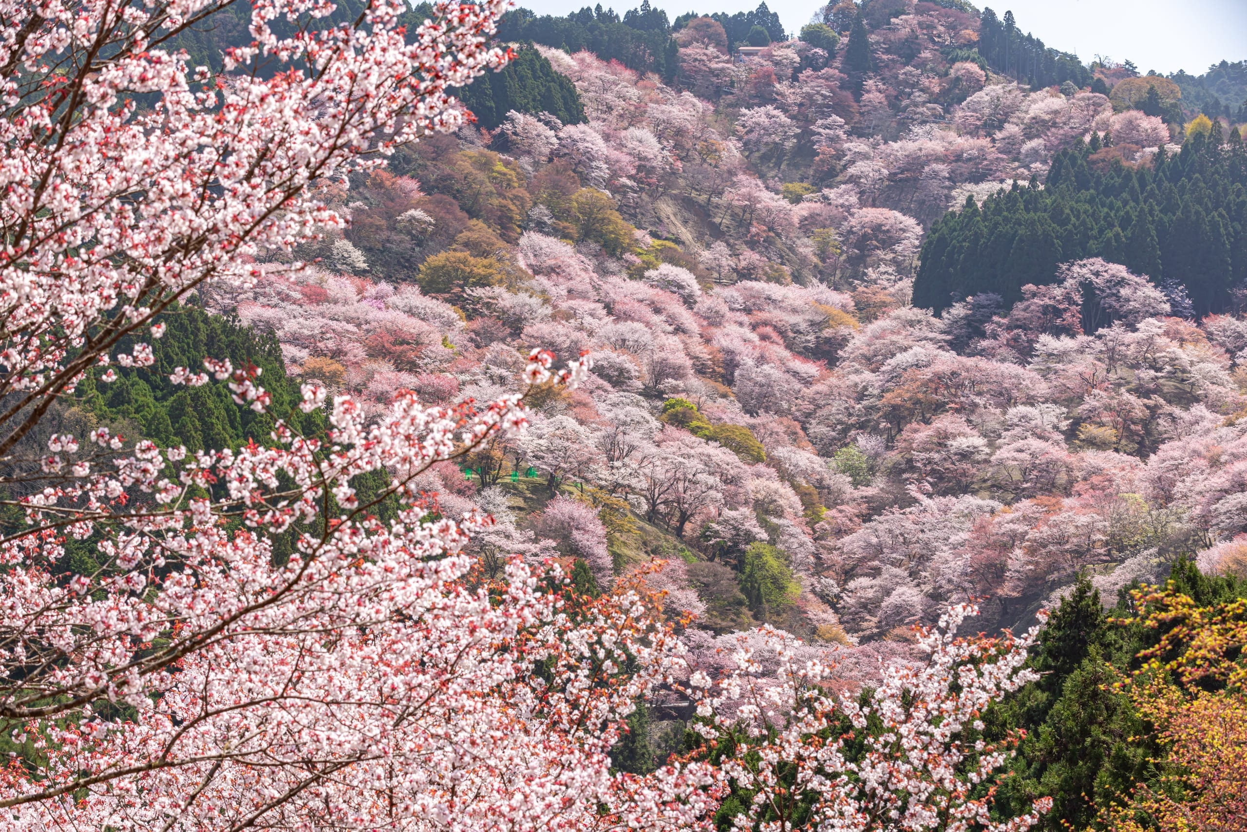 A mountainside densely covered in pink and white cherry blossom at Yoshinoyama