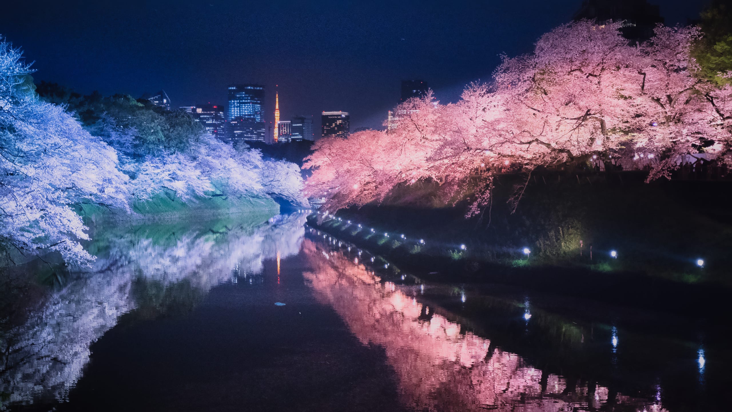 The Tokyo palace moat lined with cherry blossom, lit at night
