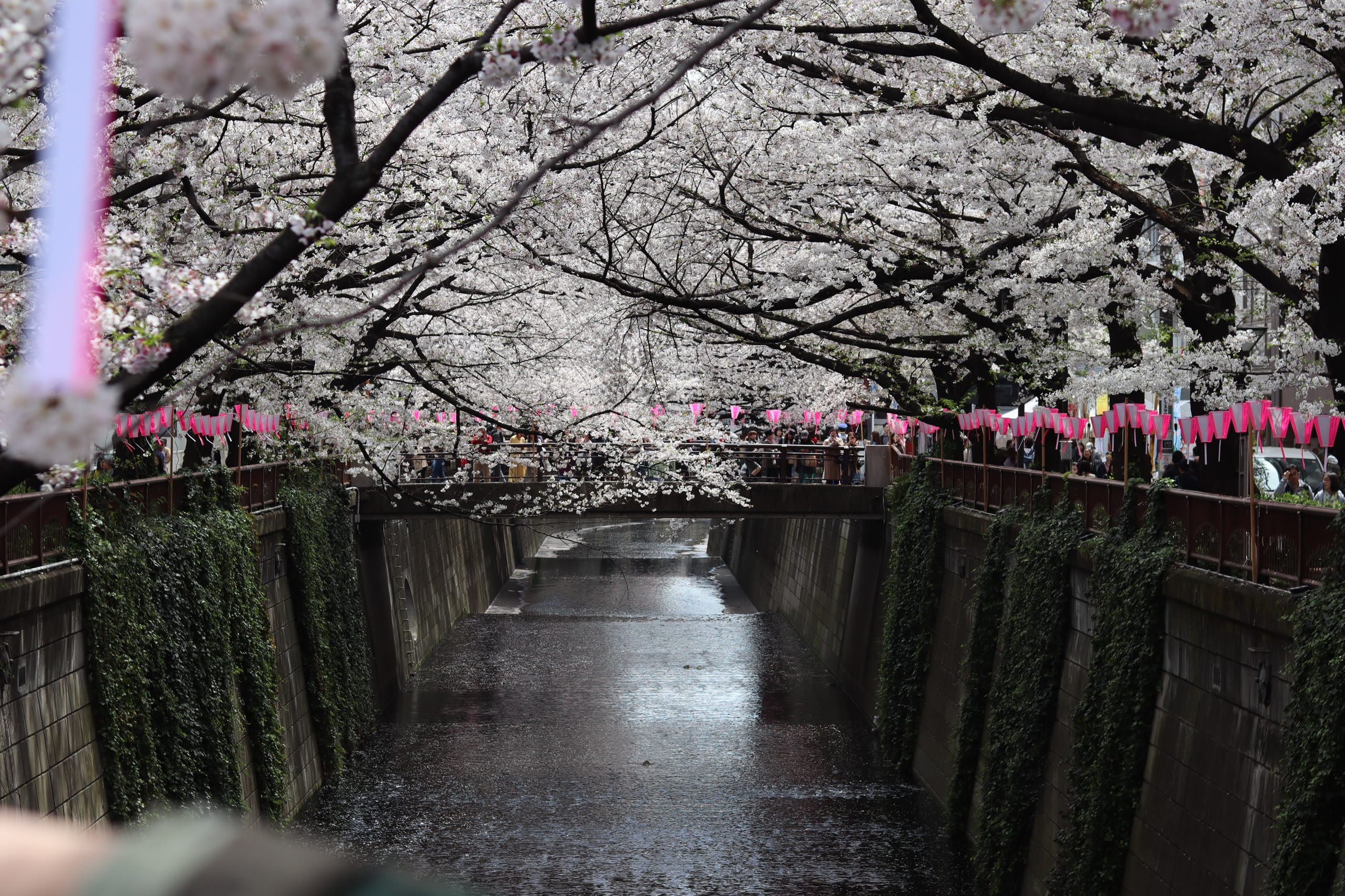 Cherry petals drifting on a Tokyo canal