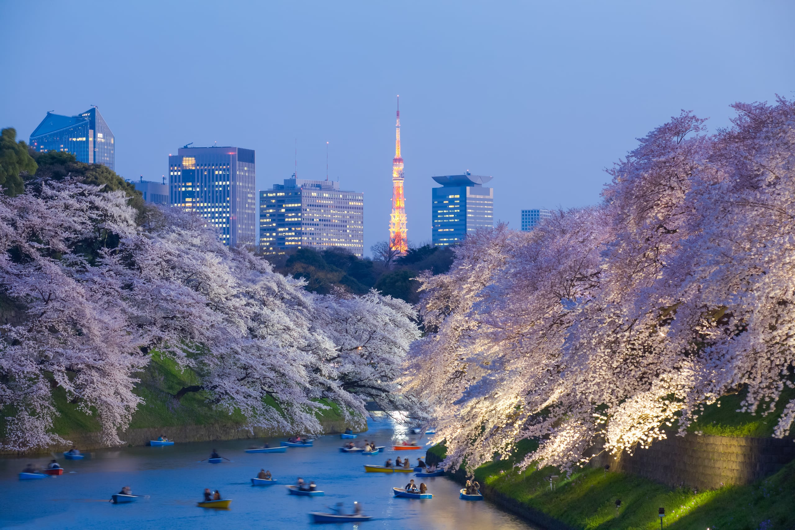 Cherry blossom framing the Tokyo palace moat