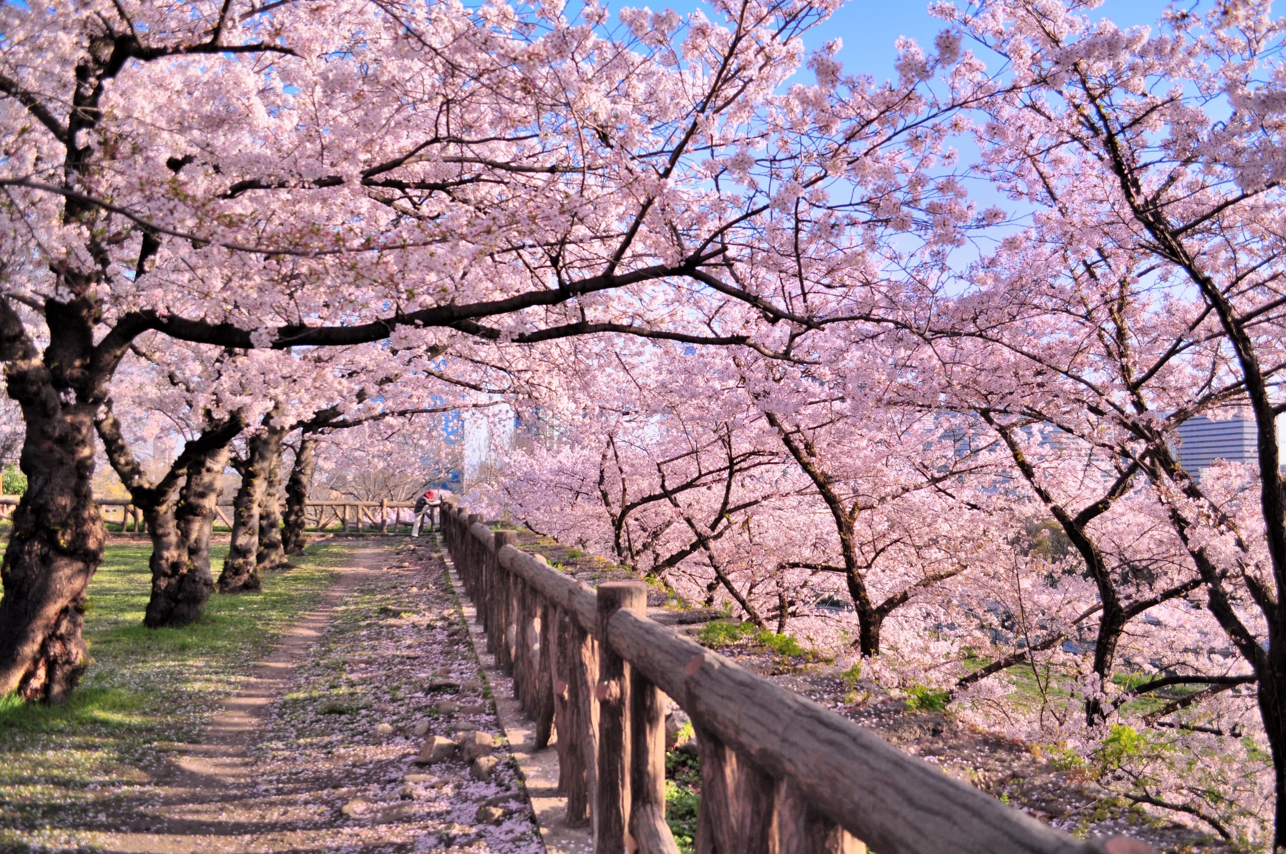 Kyoto's Higashiyama district beneath blossoming cherry trees