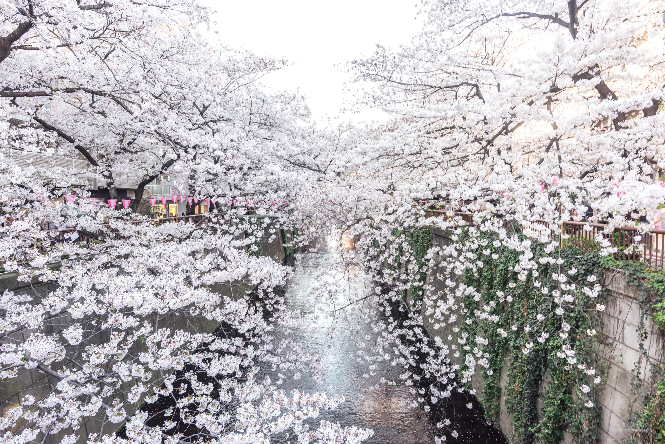 Cherry blossom along the Meguro river, Tokyo