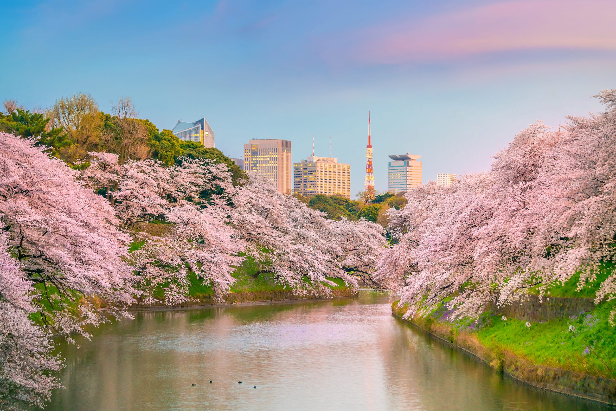 Cherry blossom trees lining the Tokyo Imperial Palace moat