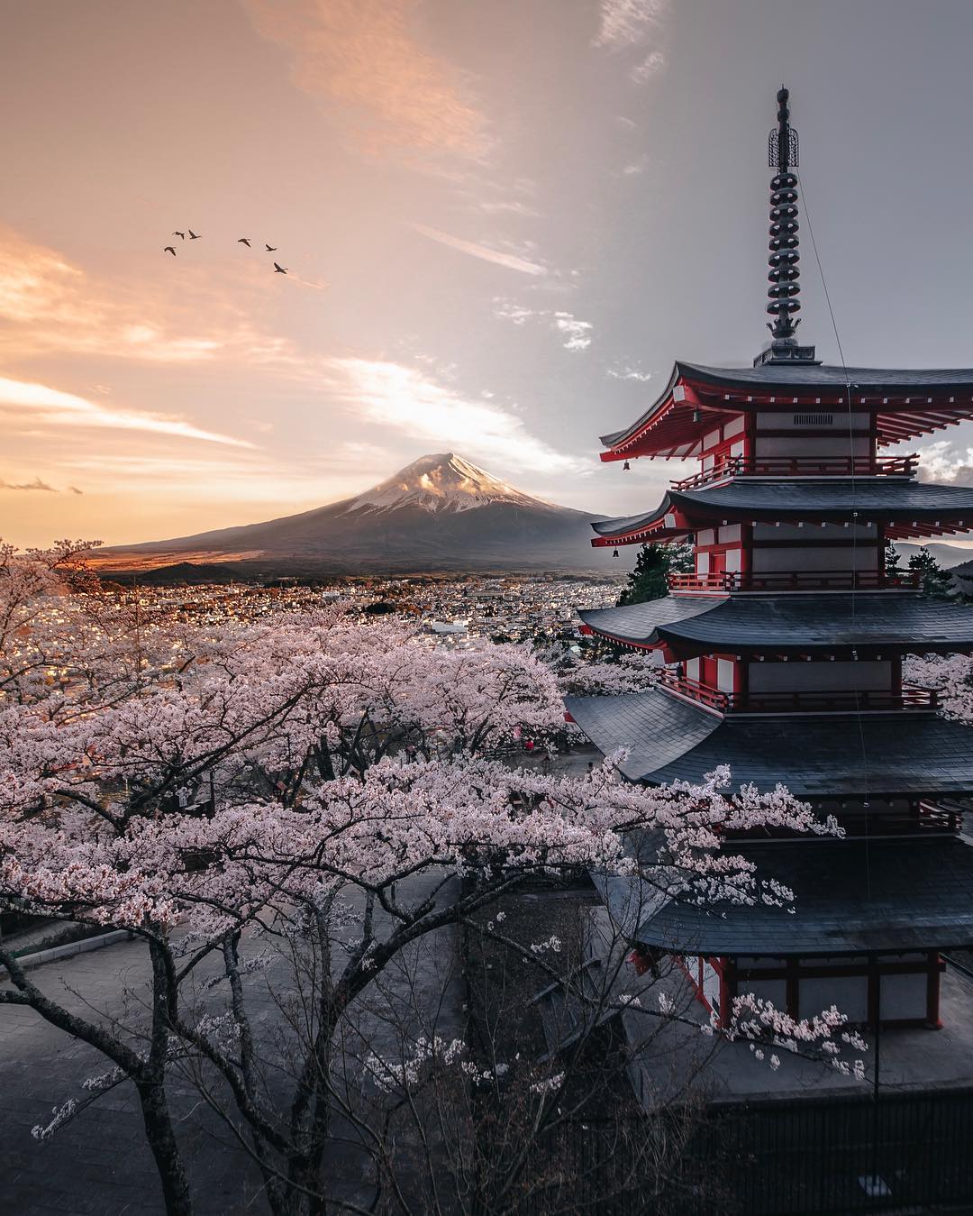 The Chureito Pagoda with Mount Fuji and cherry blossom behind it