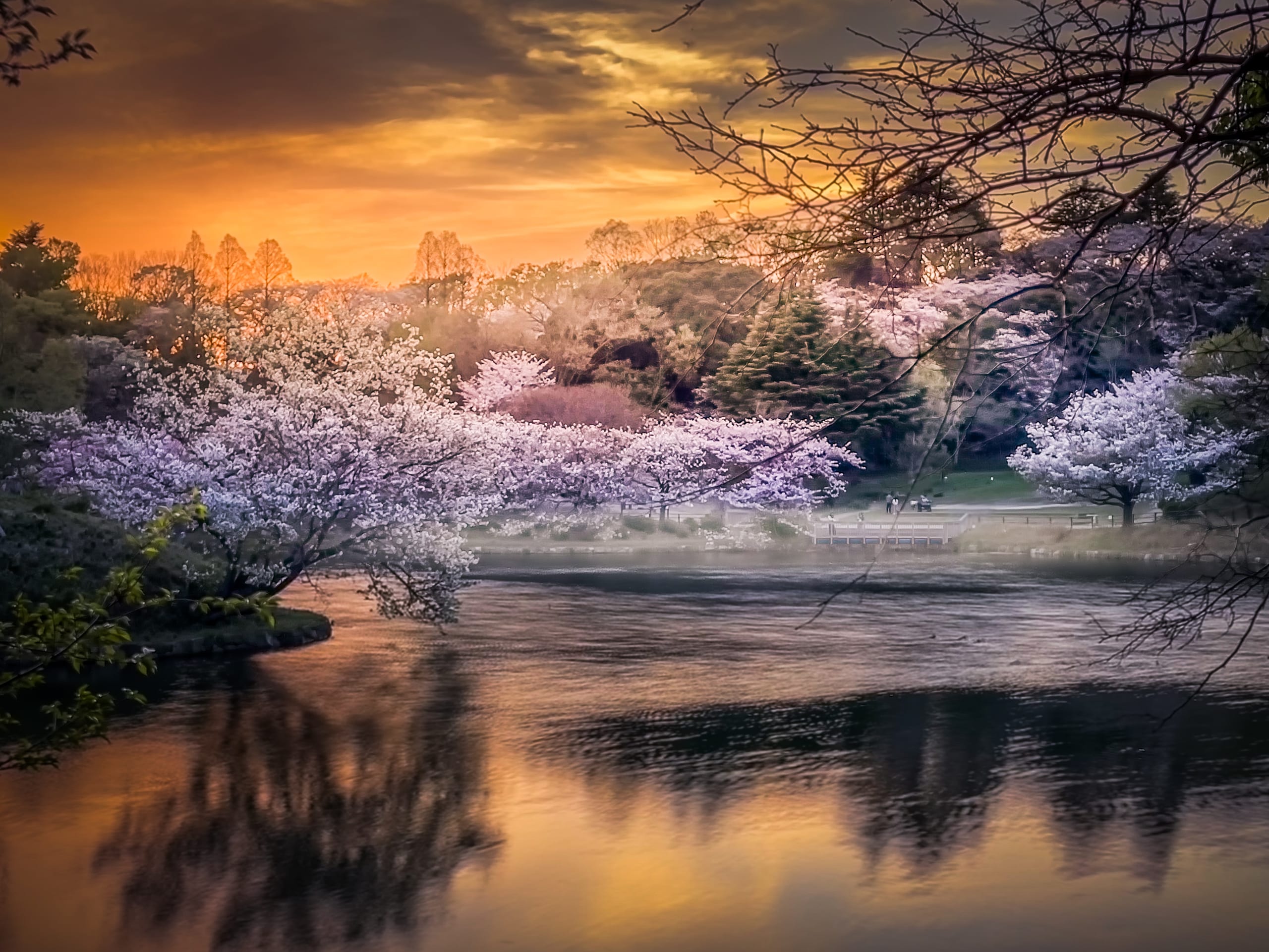 Cherry blossom branches reflected in still water at dusk