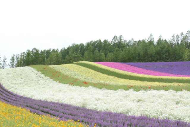 Pastel-coloured flower rows at Farm Tomita, Furano